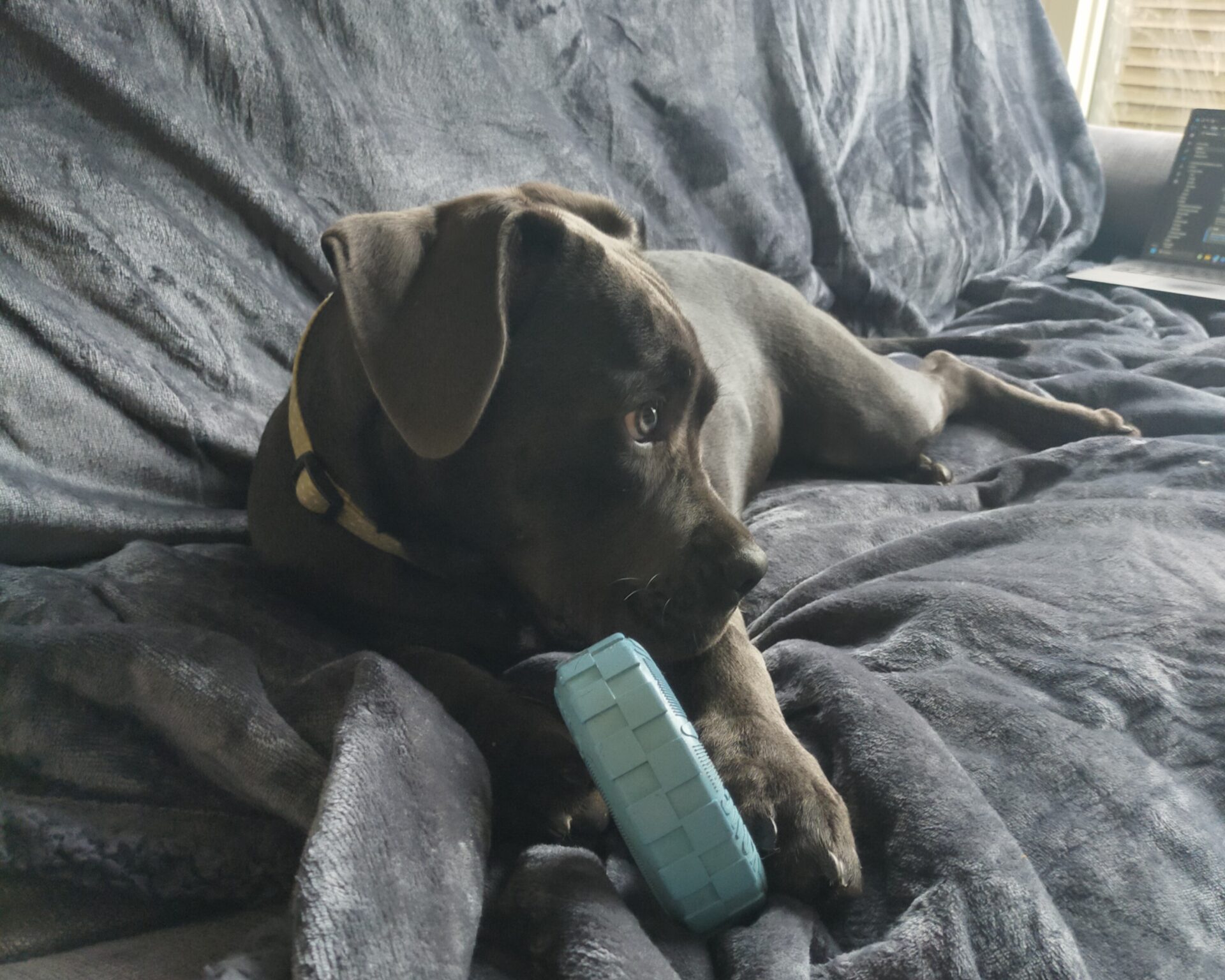 A dark gray Cane Corso with a yellow collar lies on a gray blanket, holding a blue chew toy with its front paws. There is a laptop in the background on the right side of the image.
