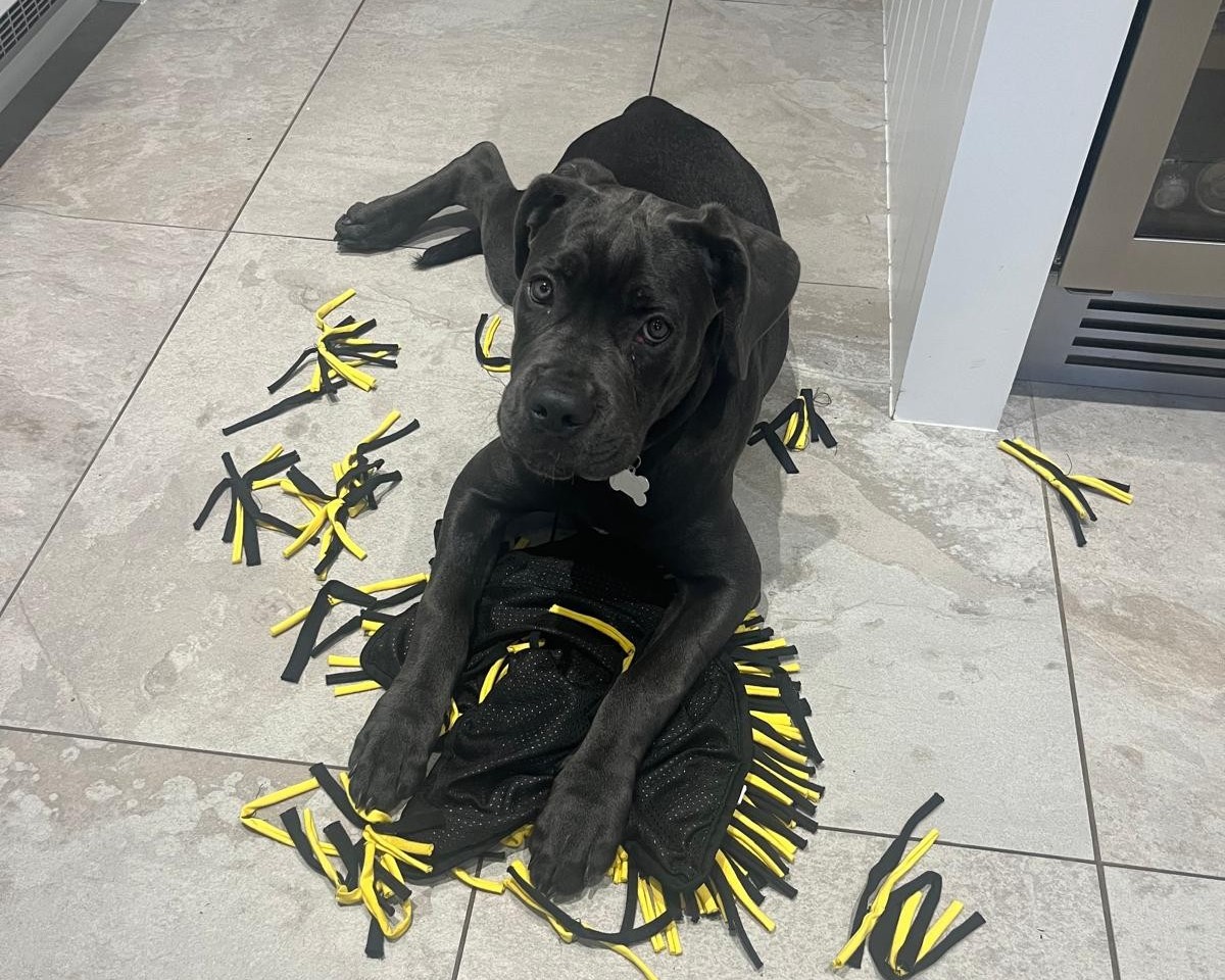 A black Cane Corso lies on a tiled floor surrounded by torn yellow and black fabric strips, its front paws resting on the shredded pieces as it looks up at the camera.