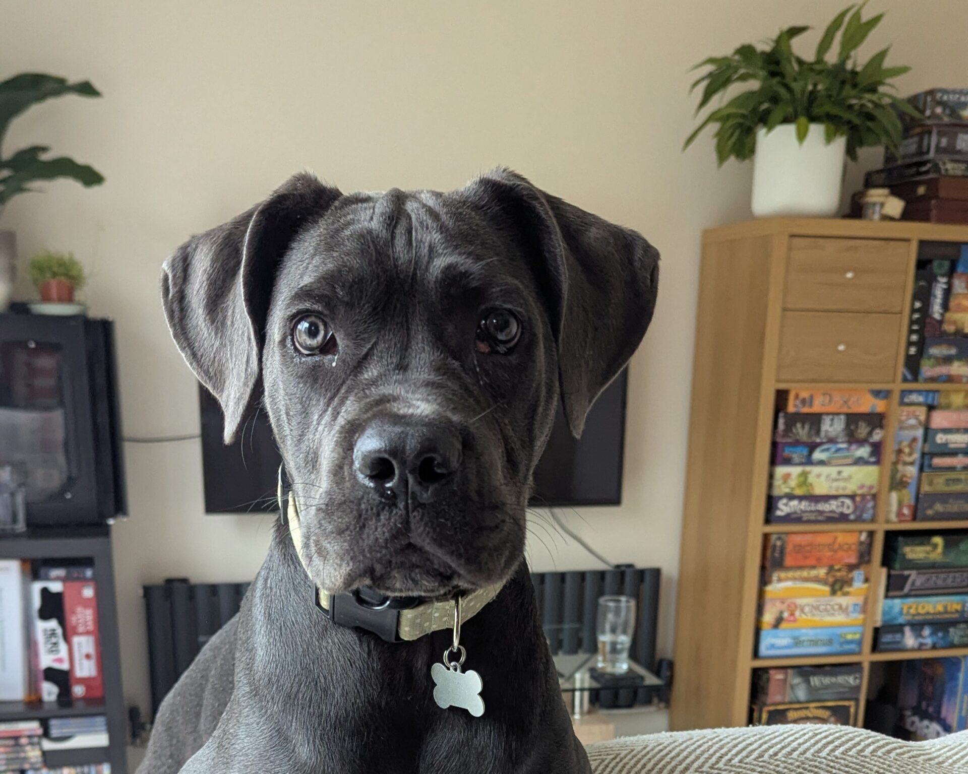 A black Cane Corso with floppy ears and a bone-shaped tag looks at the camera indoors, with shelves of board games, plants, and a TV visible in the background.