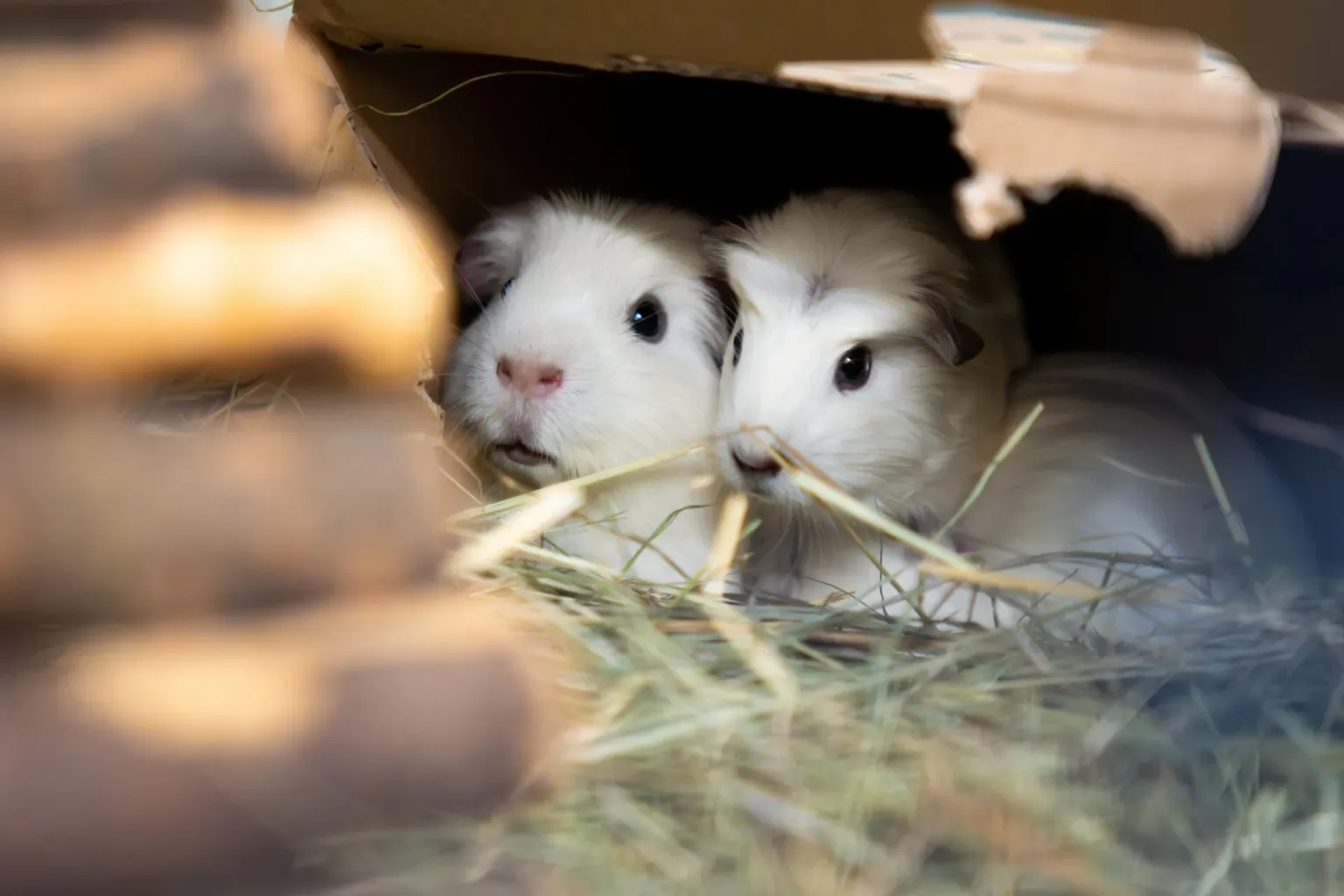 Two white guinea pigs cuddle together inside a cardboard box, surrounded by hay and wooden sticks, looking curiously out from their cosy hiding spot.