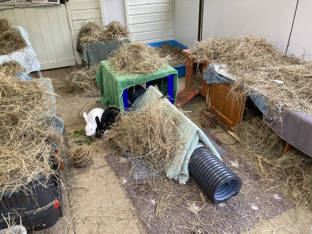 A room with several hay-covered cages and shelters, a black rabbit and a white rabbit sit near a water bottle, some green leaves, and a plastic tunnel. The floor is scattered with hay and toys.