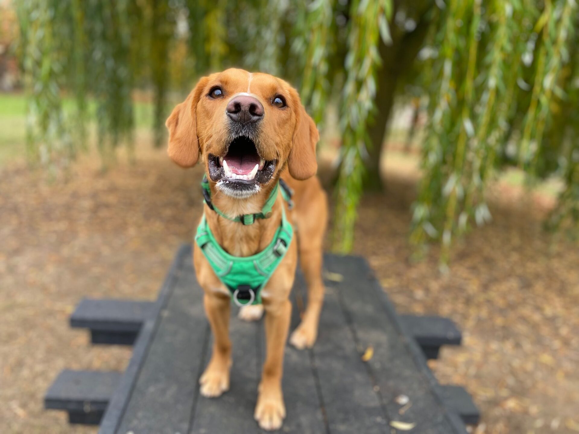 A happy brown dog wearing a green harness stands on a picnic table outdoors, with its mouth open and ears perked up. Blurry trees and fallen leaves are visible in the background.