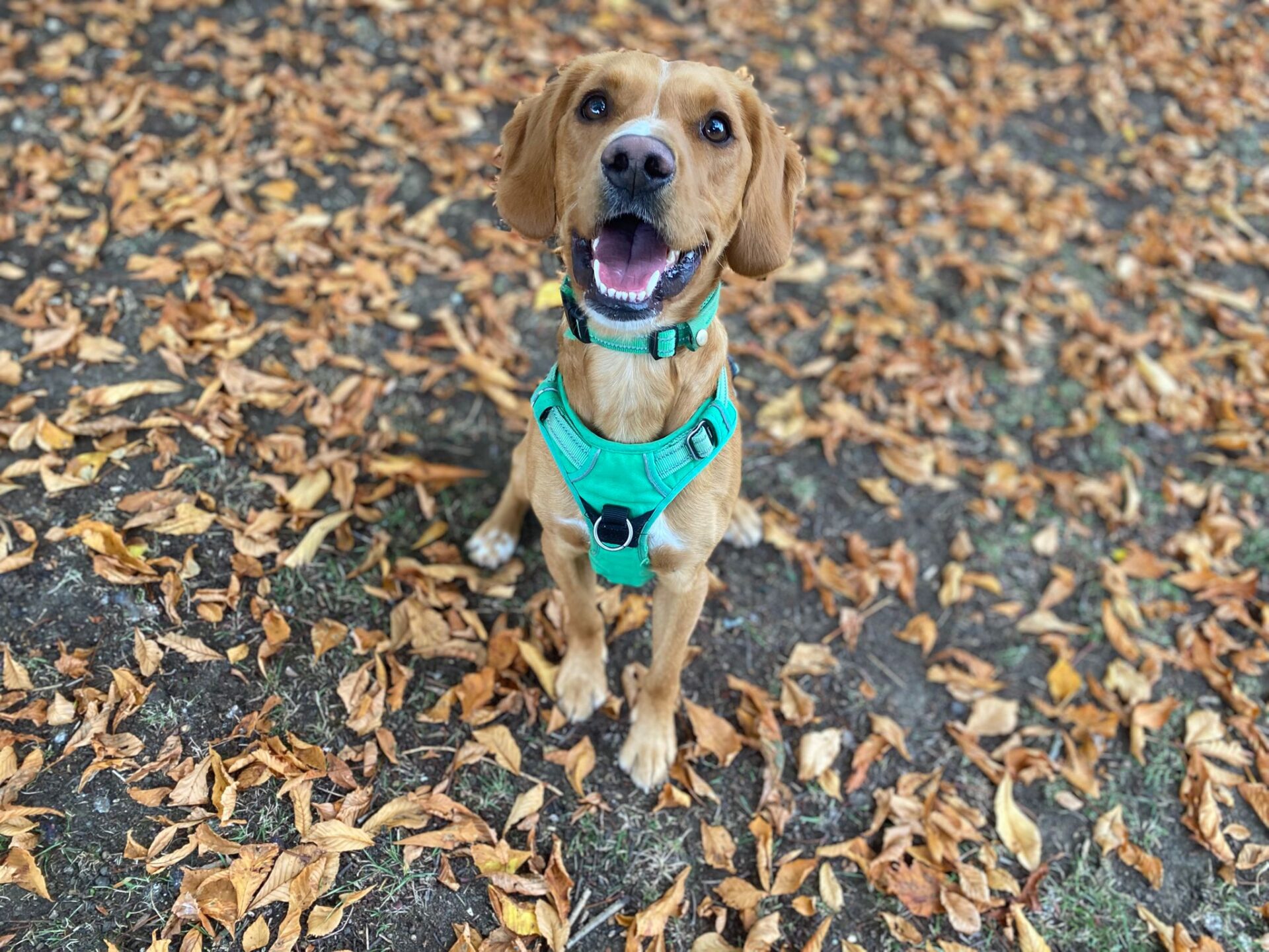 A happy brown dog wearing a bright teal harness sits on the ground covered with fallen autumn leaves, looking up with its mouth open as if smiling.