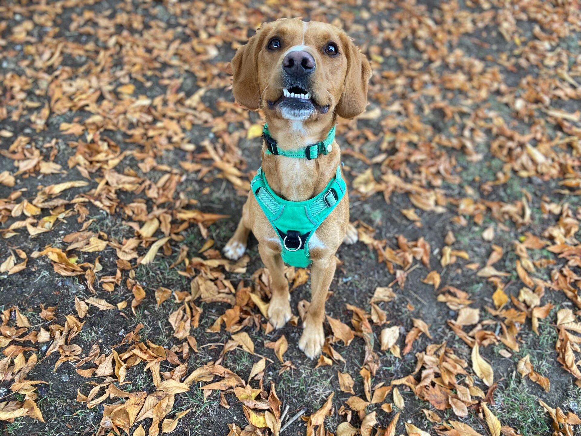 A brown dog wearing a teal harness sits on the ground covered with fallen brown leaves, looking up with a playful expression.