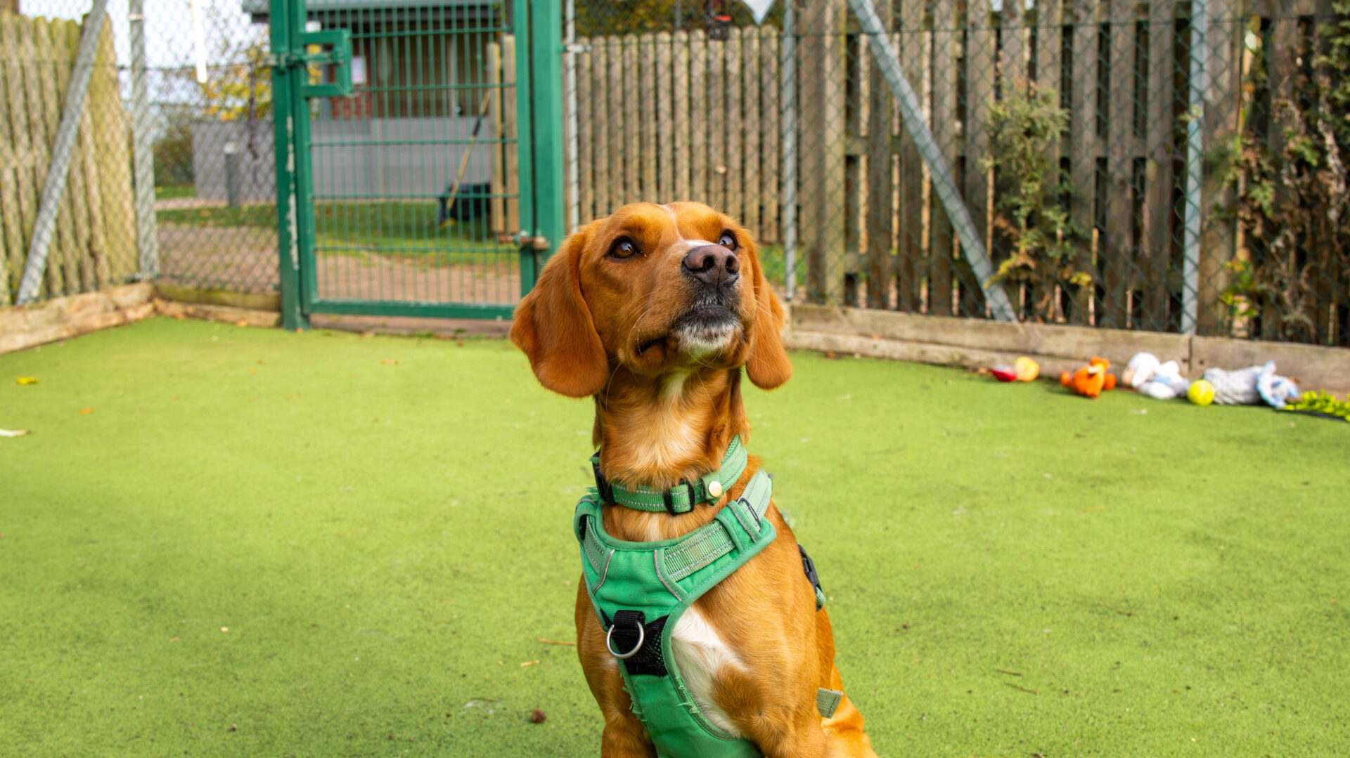 A brown dog wearing a green harness sits attentively on artificial grass in an outdoor fenced area, with toys scattered in the background near a wooden fence and gate.