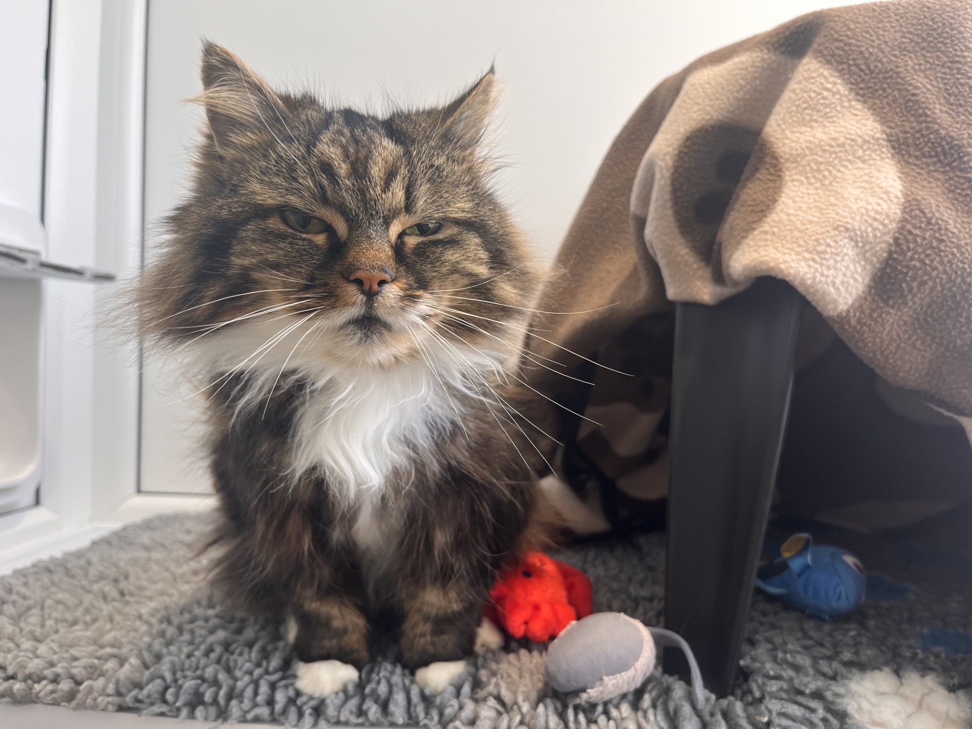 A fluffy brown and white cat with a serious expression sits on a gray mat beside a red toy and a stuffed mouse, near a blanket-covered shelter.