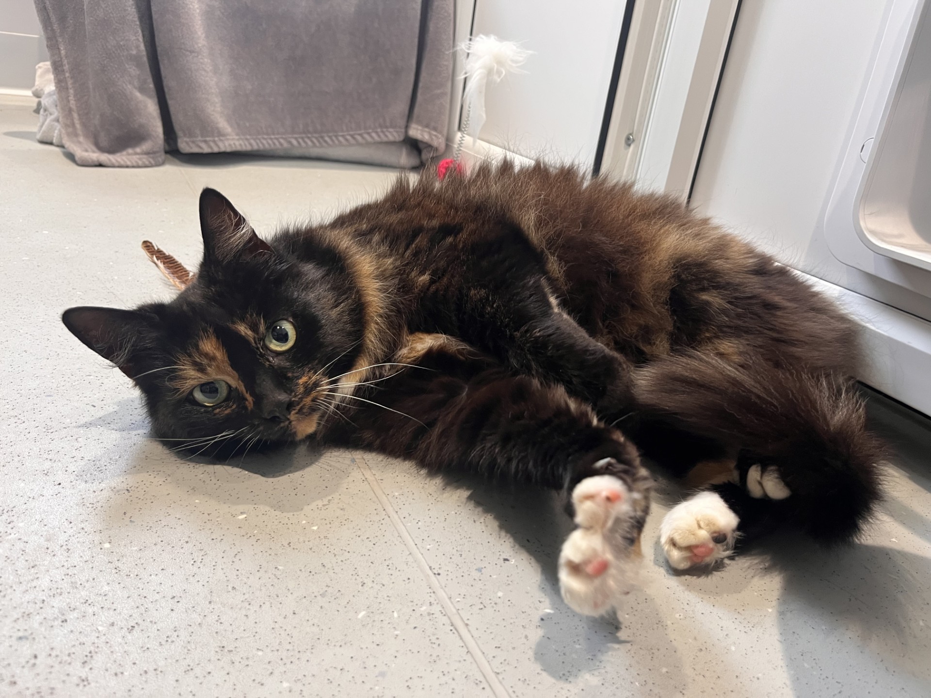 A fluffy tortoiseshell cat with green eyes lies on its side on a gray floor, reaching its white-tipped paws forward. The cat looks at the camera with a relaxed expression. A towel and door are in the background.