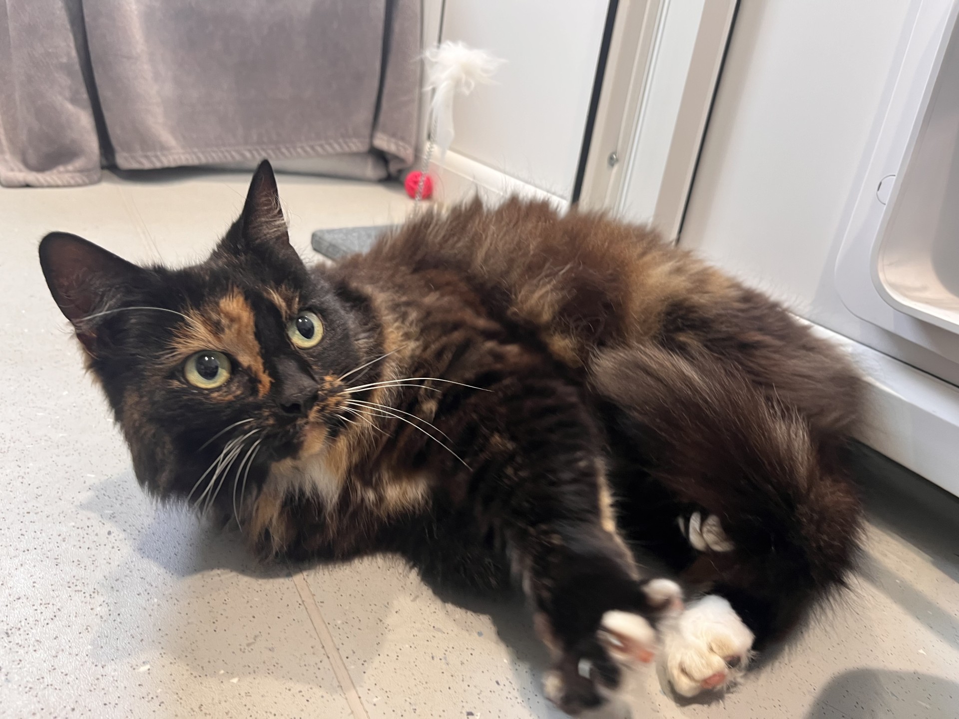 A fluffy tortoiseshell cat with green eyes lies on a tiled floor, looking up with one paw slightly raised. There are gray curtains and a cat toy with a pink ball and white feathers in the background.