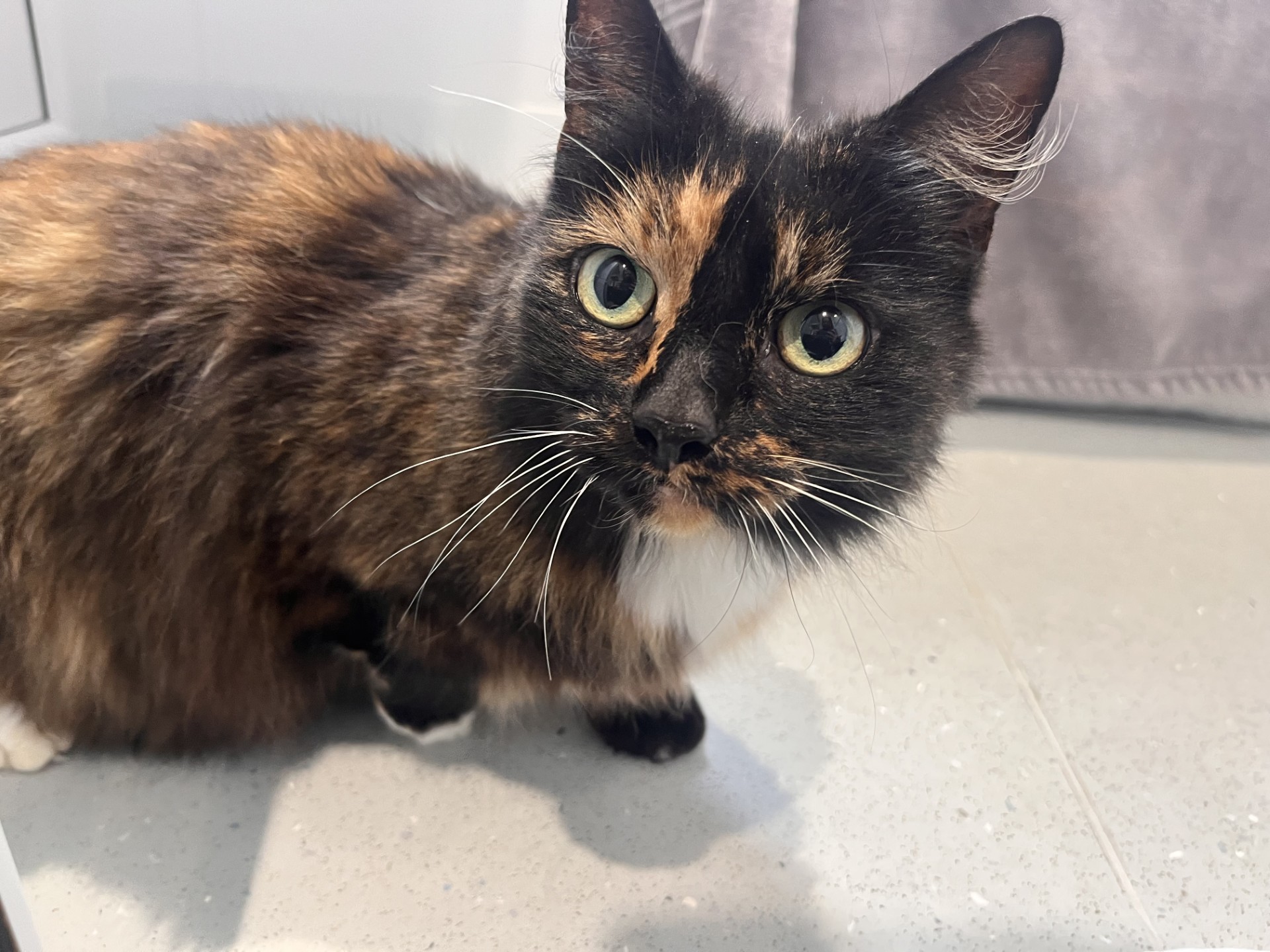 A tortoiseshell cat with green eyes and a black and orange face stands on a light-colored floor, looking up toward the camera. A gray curtain is visible in the background.