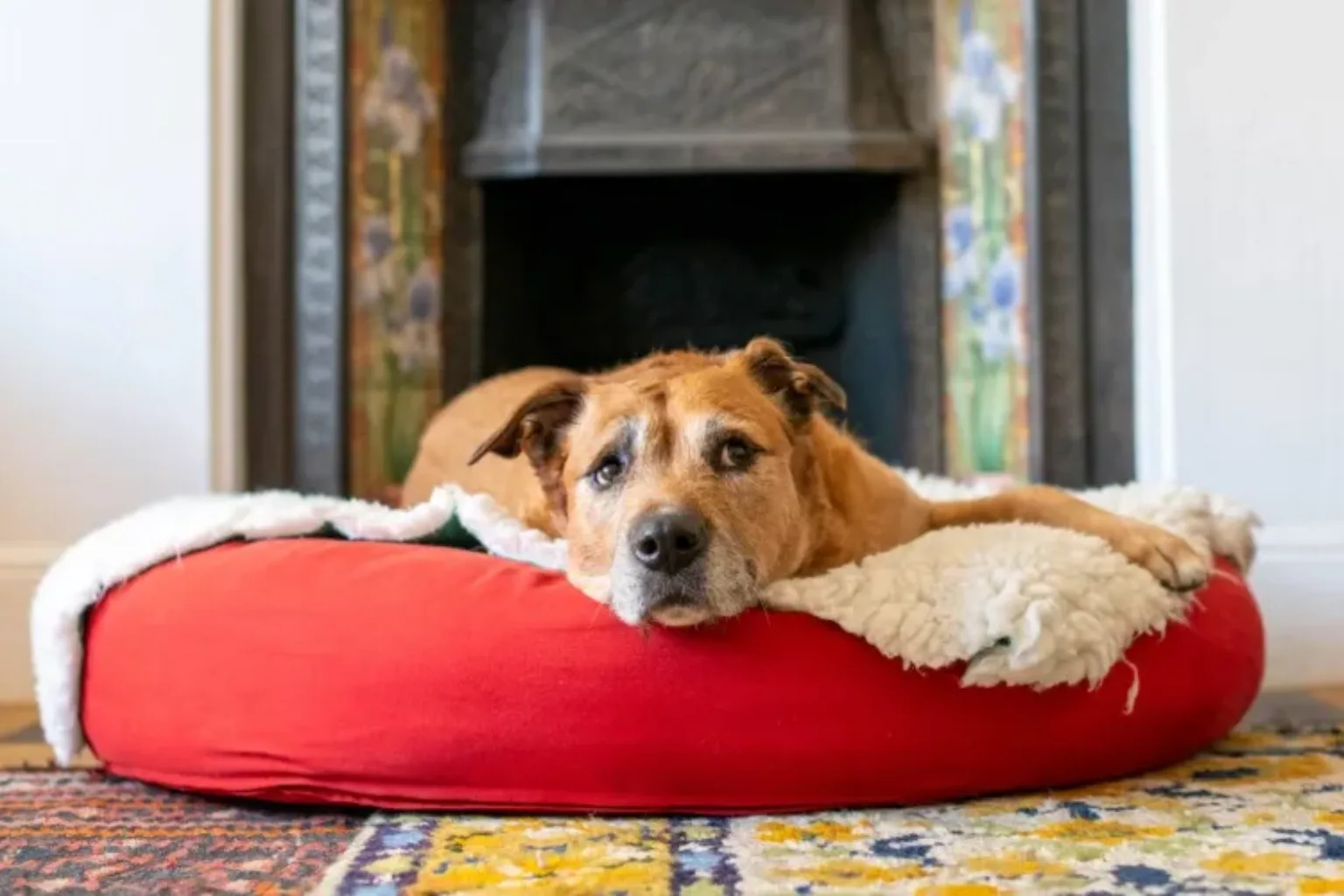 A brown dog with a white muzzle lies on a red pet bed, resting its head and looking at the camera. The bed is in a cozy room with a patterned rug and a decorative fireplace in the background.