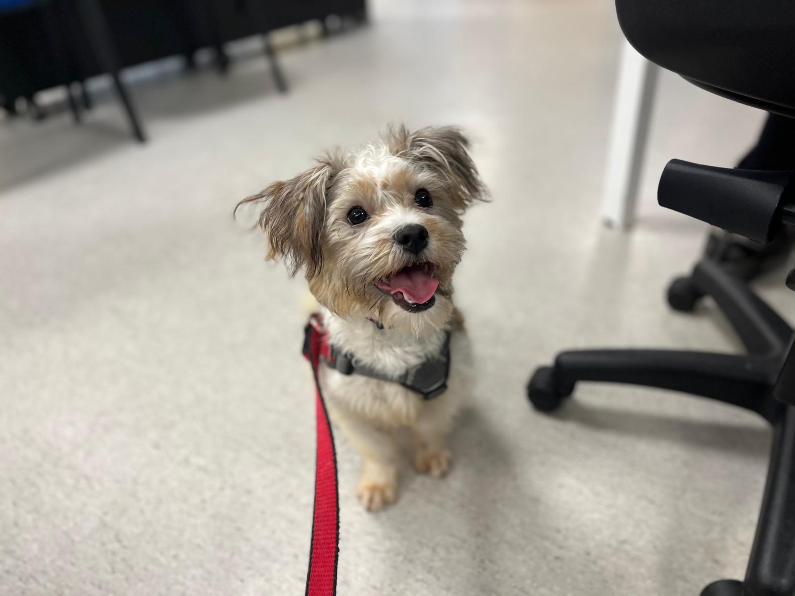 A small, fluffy dog with light brown and white fur sits on a tiled floor, wearing a harness and red leash. The dog looks happy with its mouth open and tongue out, next to a black chair.