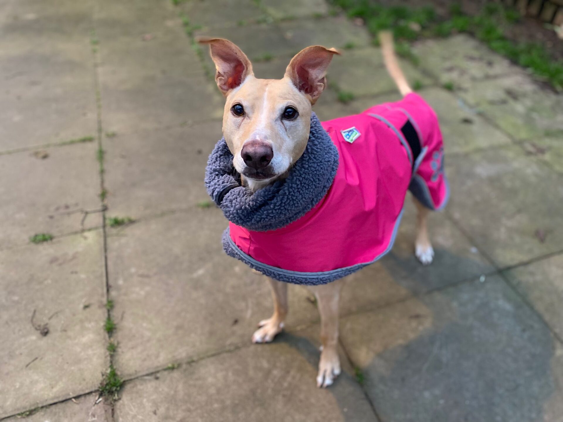 A tan Honey Lurcher Dog with upright ears stands on a paved patio, wearing a bright pink and gray coat. The dog looks directly at the camera with a curious expression. Some grass and a wooden fence are visible in the background.