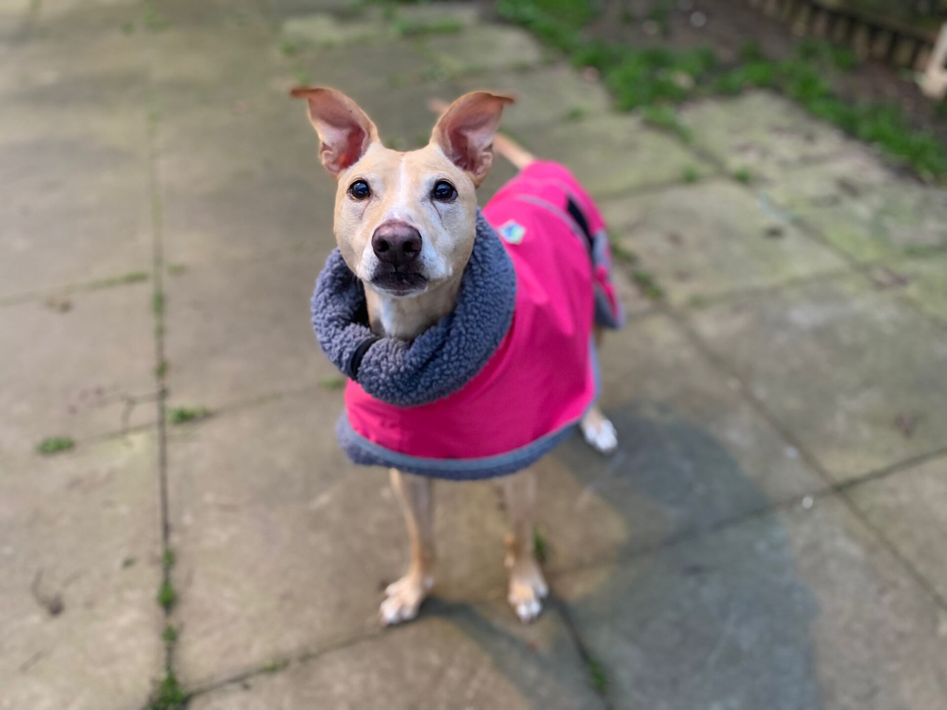 A Honey Lurcher Dog with upright ears stands on a paved area outdoors, wearing a bright pink coat with gray trim. The background features some grass and a bit of wooden fencing.