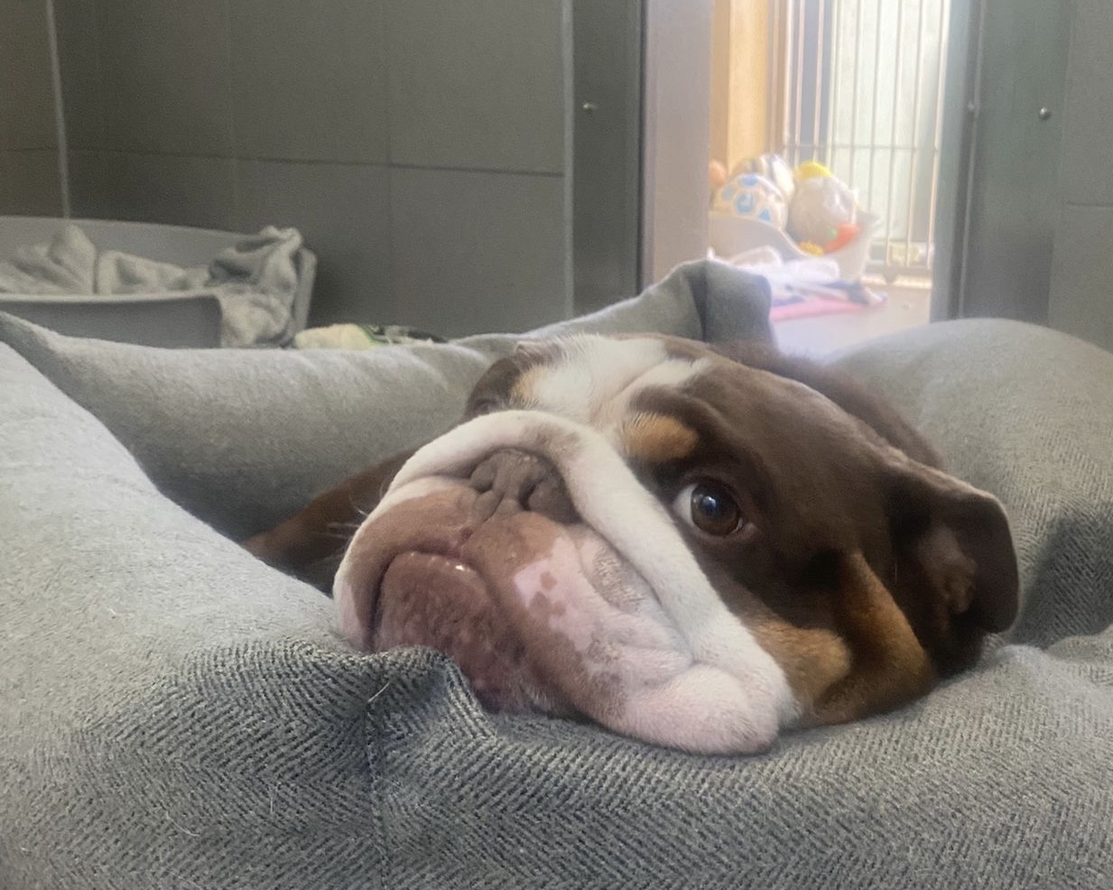 Benson, a brown and white British Bulldog, rests his head on the edge of a grey dog bed, looking off to the side with a calm, slightly sad expression. Soft toys are visible in the blurred background.