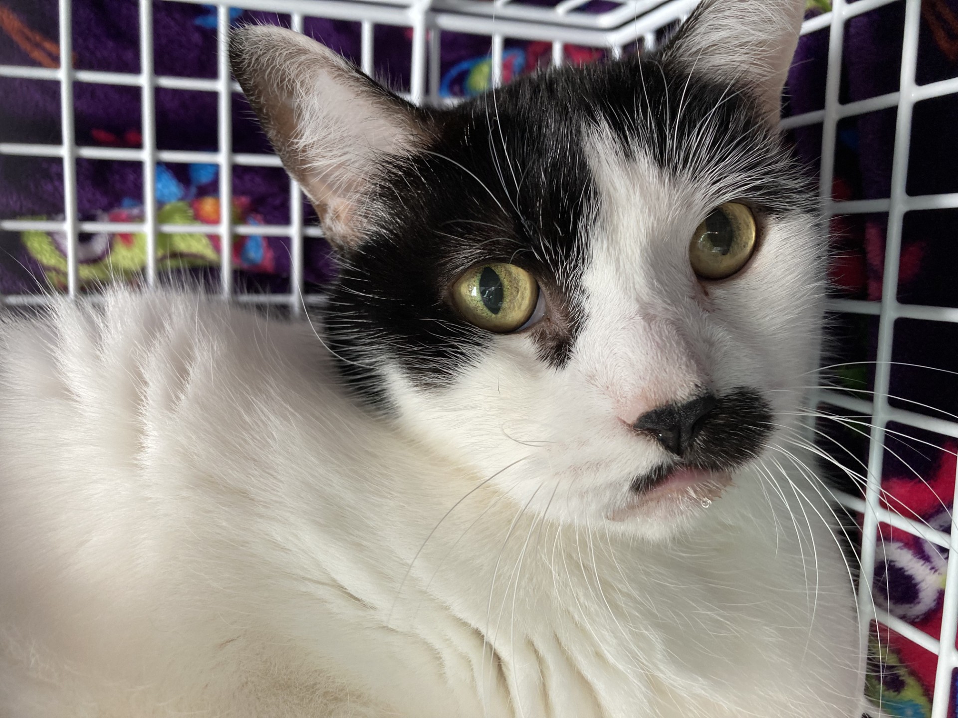 A close-up of a black and white cat with yellow-green eyes, lying in a white grid basket. The cat has a distinctive black mark near its nose and is resting on a colorful patterned blanket.