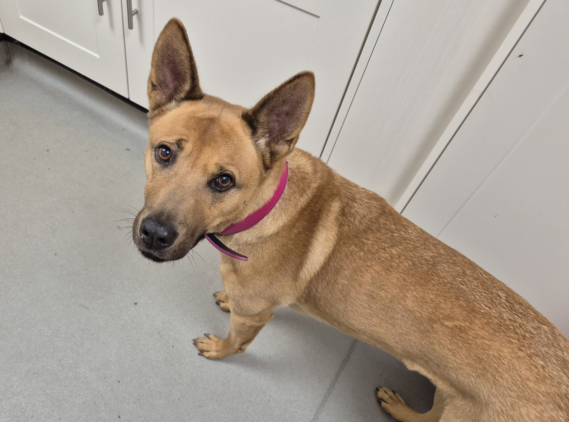 A tan mongrel with upright ears and a pink collar stands indoors on a light gray floor, looking up toward the camera near white cabinets.