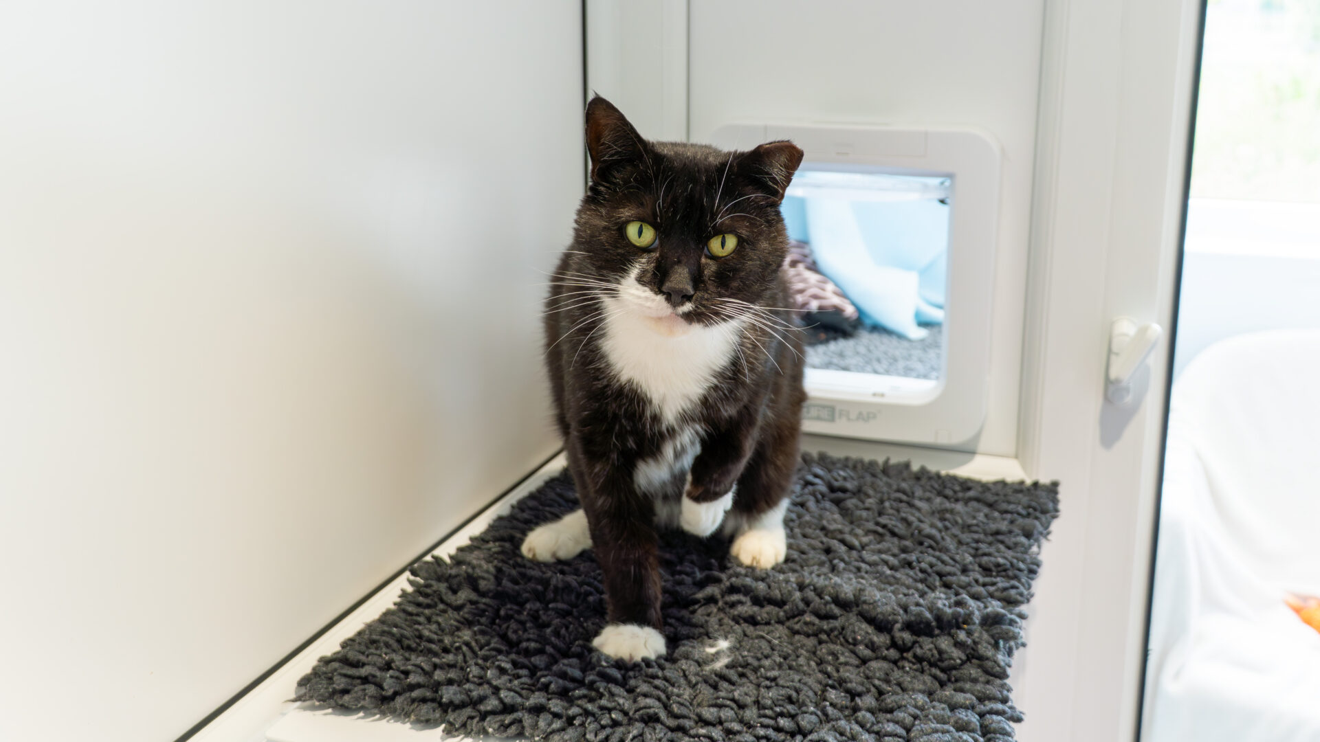 A black and white cat with green eyes stands on a textured dark mat in front of a cat flap door, inside a bright, clean room.