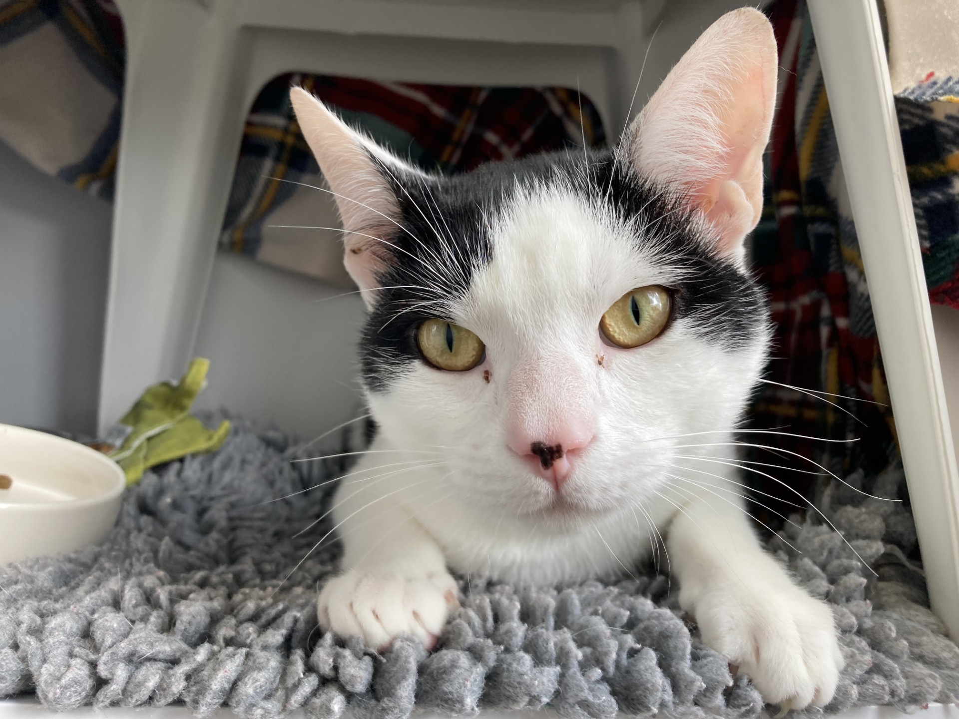 A black and white cat with yellow eyes lies on a soft gray mat, looking directly at the camera. There is a bowl and a sprig of greenery nearby, and a plaid fabric in the background.