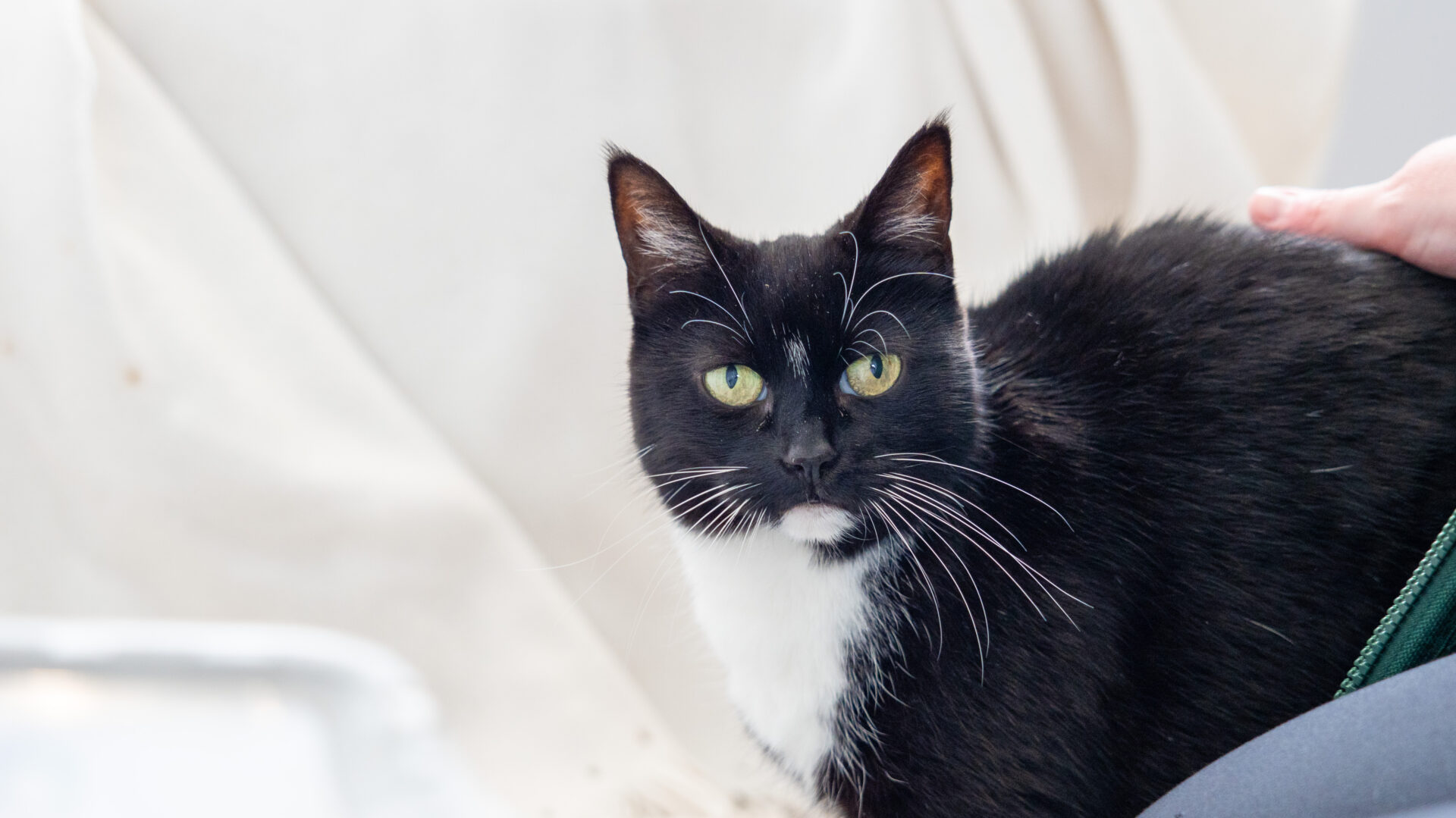 A black and white cat with green eyes looks toward the camera while someone gently pets its back. The background is softly blurred with neutral tones.