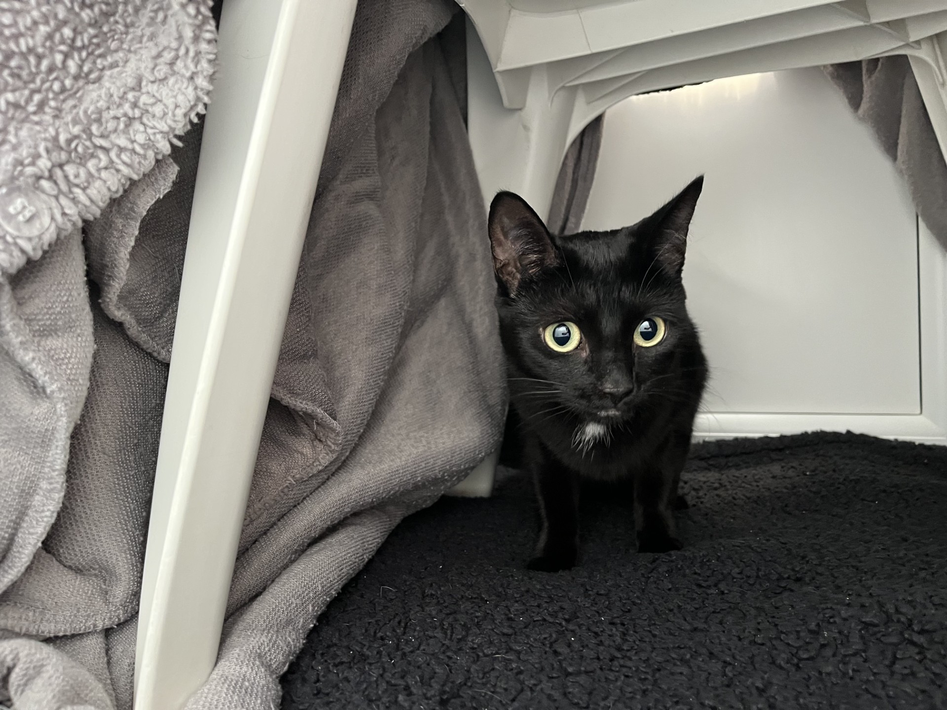 A black cat with wide green eyes stands on a dark blanket under a structure made of white plastic chairs and gray towels, looking directly at the camera.