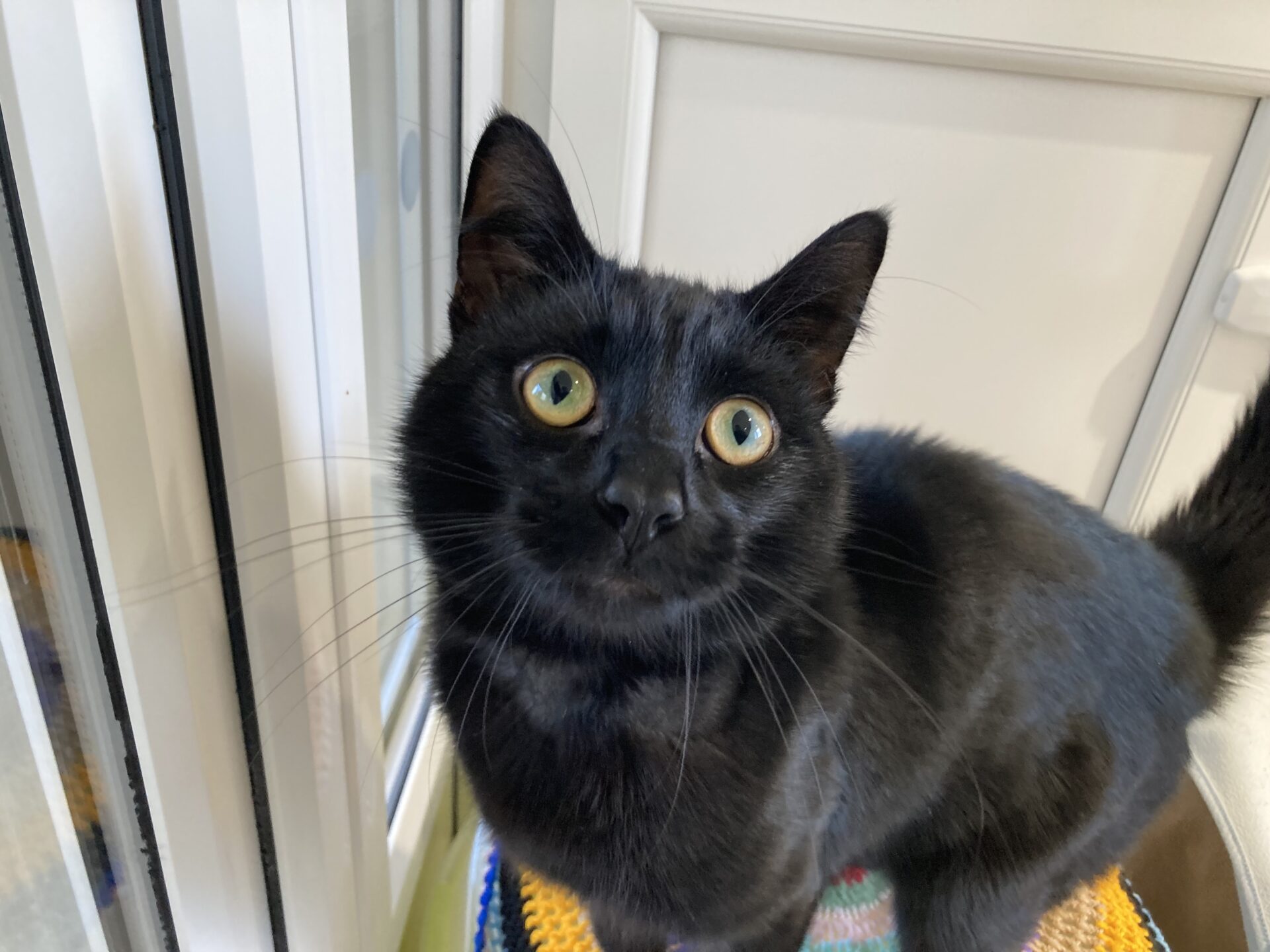 A black cat with bright green eyes looks up, standing on a colorful crocheted blanket near a white door and window.