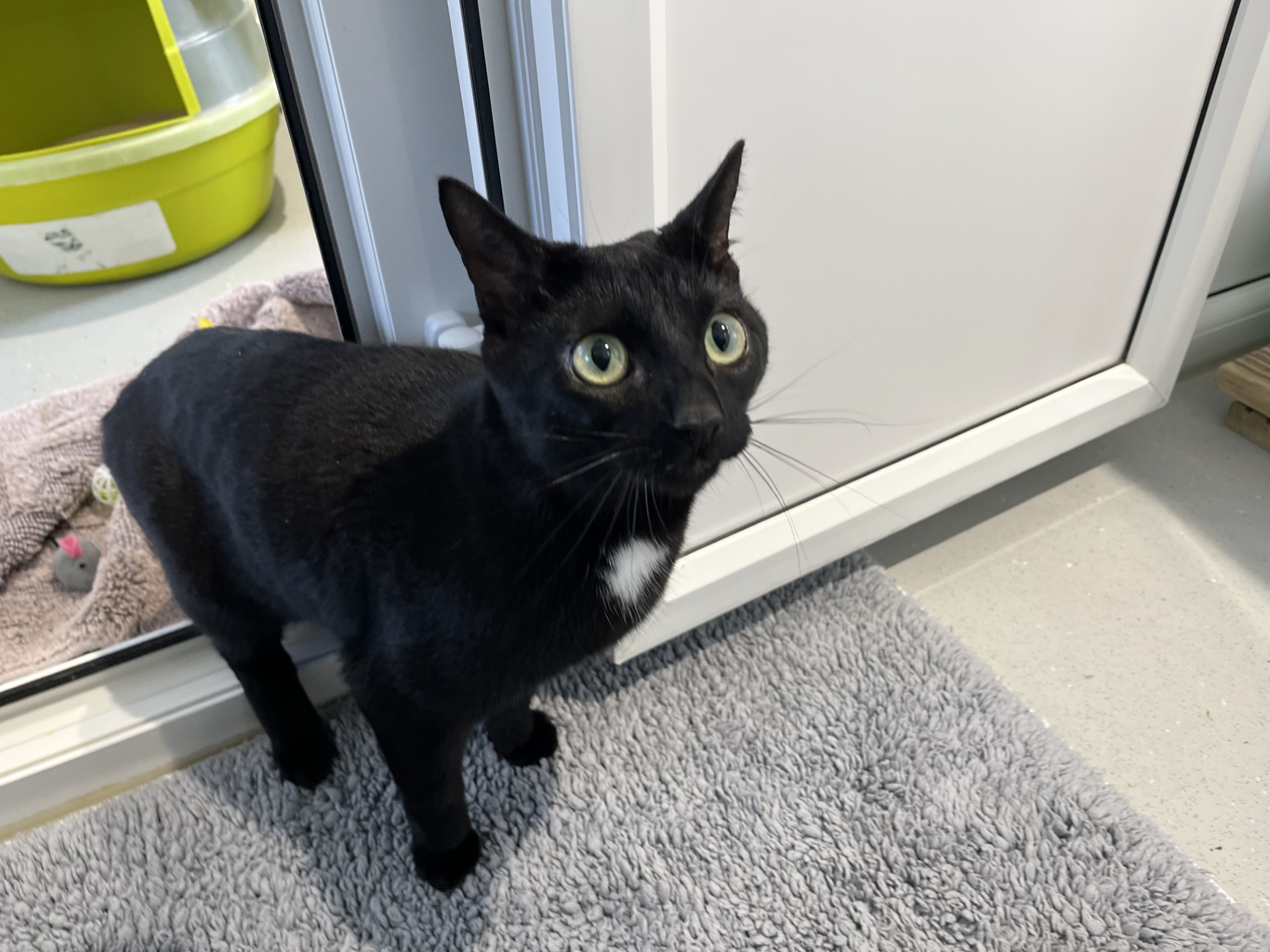 A black cat with green eyes and a small white patch on its chest stands on a gray rug near a white cabinet, looking up. A yellow litter box and a towel are visible in the background.