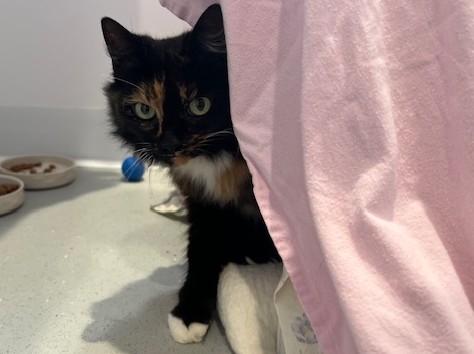 A black and orange cat with green eyes peeks out from behind a pink sheet, sitting on a light-colored floor near food bowls and a blue toy.