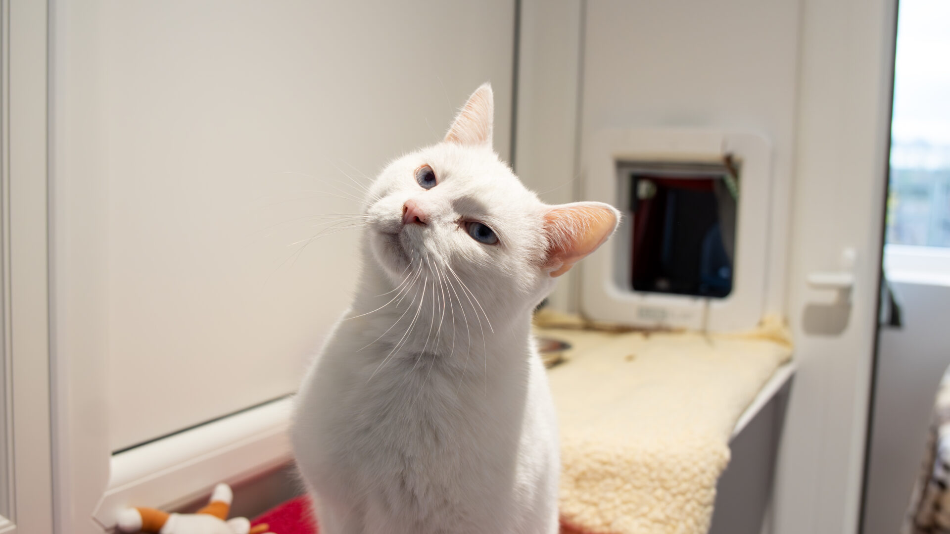 A white cat with blue eyes tilts its head while sitting indoors near a cat flap and a cozy blanket, with toys and a food bowl nearby.