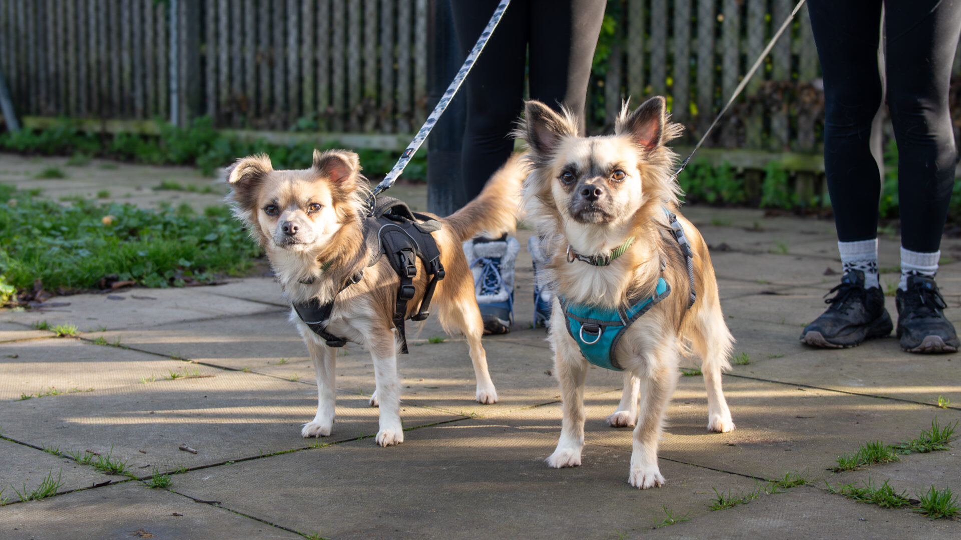Two small Chihuahuas on leashes, wearing harnesses, stand on a sunlit pavement. Both have light brown and white fur. Their owners, only visible from the knees down, stand behind them. A wooden fence is in the background.