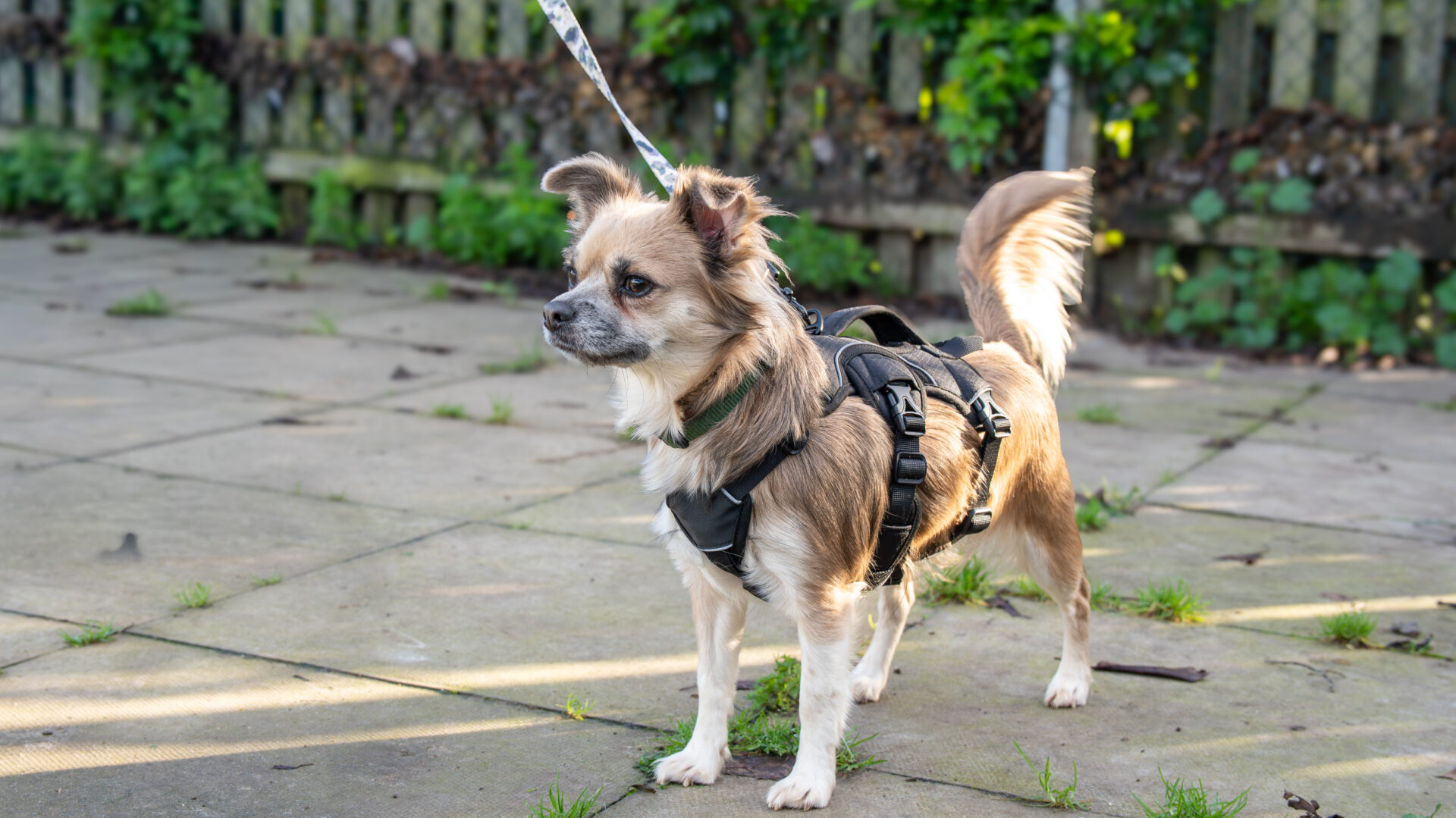 A small brown and white Chihuahua wearing a harness stands on a paved surface outdoors, attached to a leash, with greenery and a wooden fence in the background.
