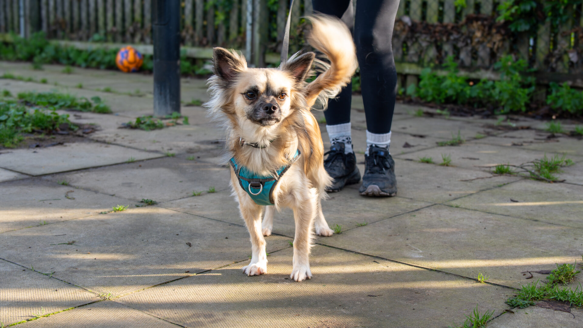 A small, fluffy Chihuahua wearing a blue harness stands alert on a patio, its tail raised and ears perked. A person in black leggings and sneakers stands behind the dog. Greenery and a wooden fence complete the background.