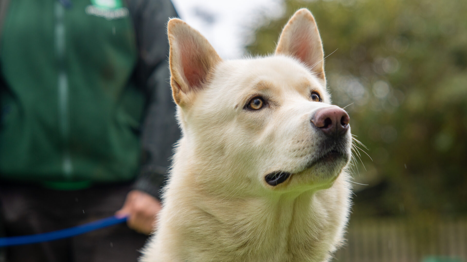 A close-up of a light-colored dog with upright ears looking attentively forward; a person holding a blue leash stands in the blurred background with greenery behind them.