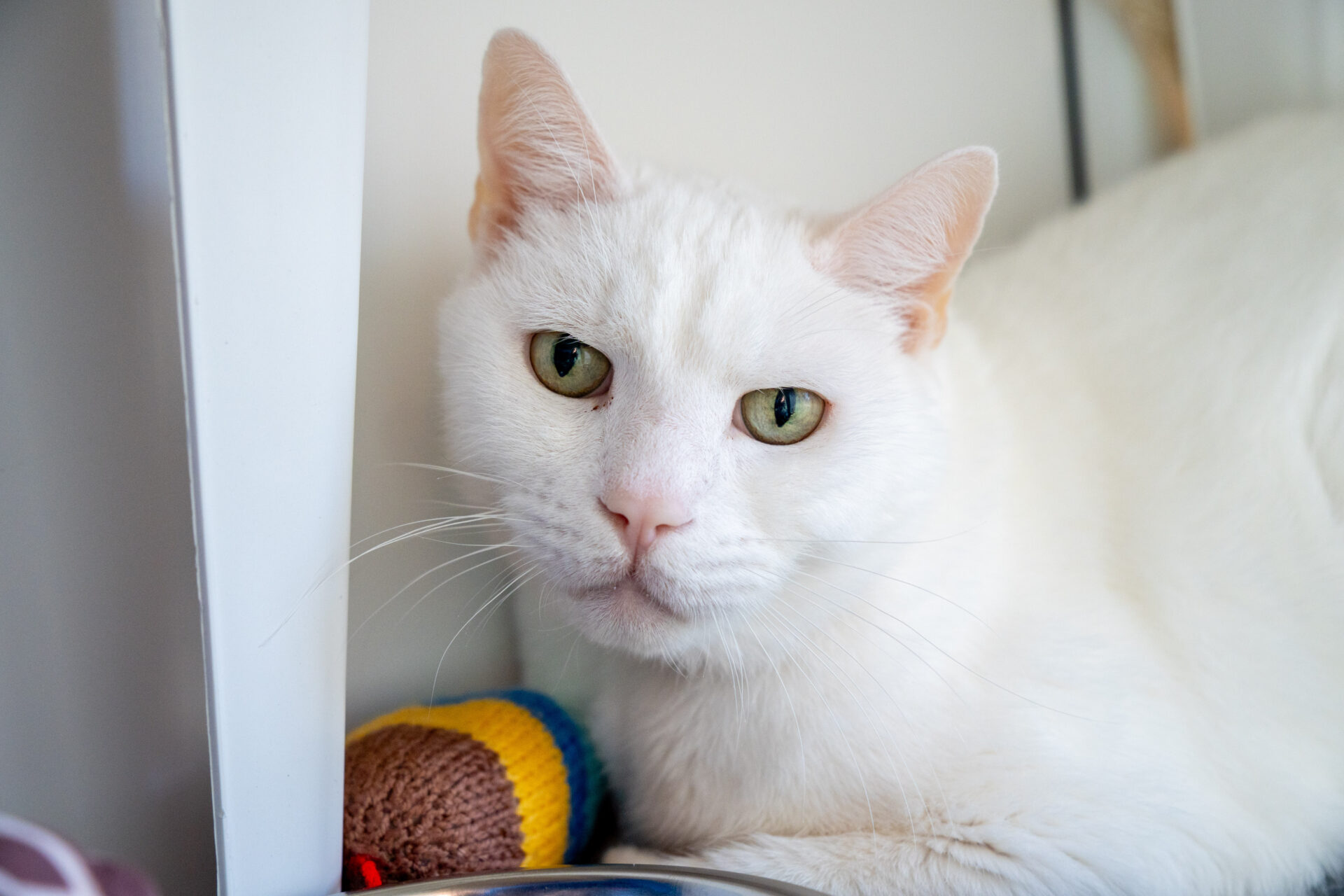 A white cat with green eyes lies next to a colorful knitted toy, looking calmly at the camera. The background is neutral, making the cat and toy the focus of the image.