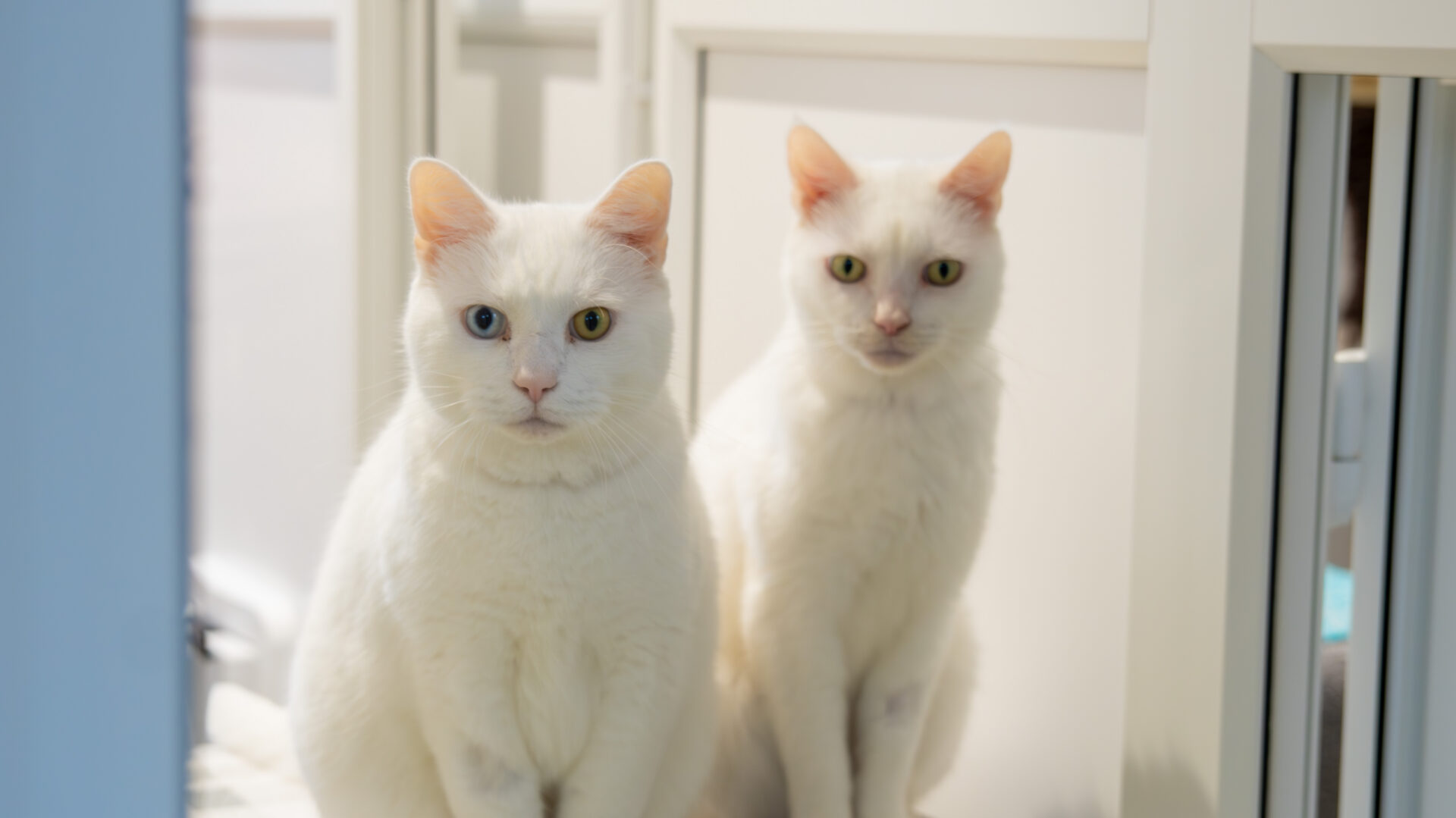 Two white cats sit side by side indoors. One cat has heterochromia with one blue eye and one yellow eye, whilst the other cat has two yellow eyes. Both are looking directly at the camera.