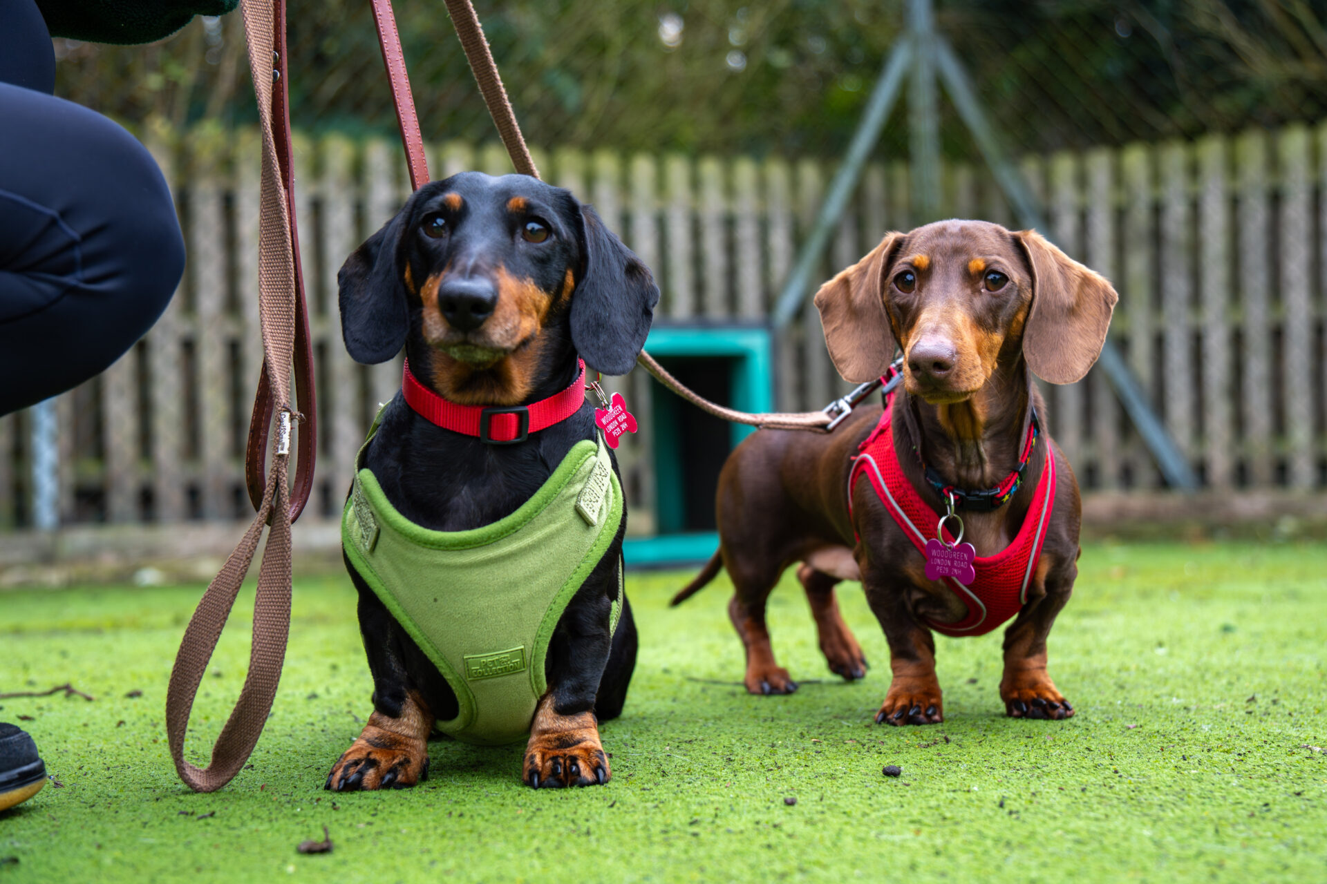 Two dachshunds wearing harnesses, one green and one red, stand on green grass with leashes attached. A person is partially visible holding the leashes. A fence and dog house appear in the background.