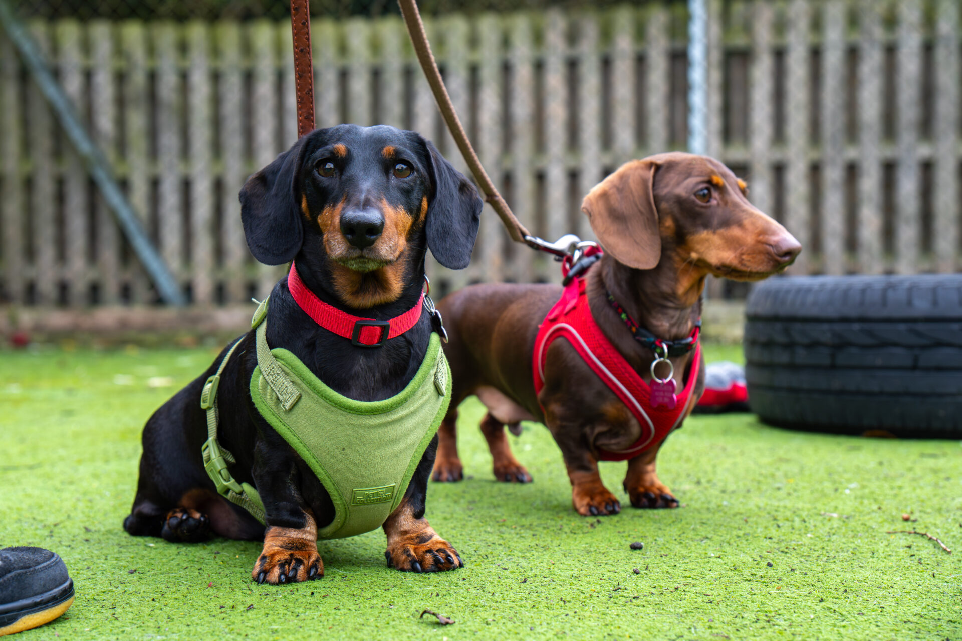 Two dachshunds on leashes stand on green artificial grass. One wears a green harness and sits facing the camera, while the other, in a red harness, stands beside a tire and looks to the side. A wooden fence is in the background.