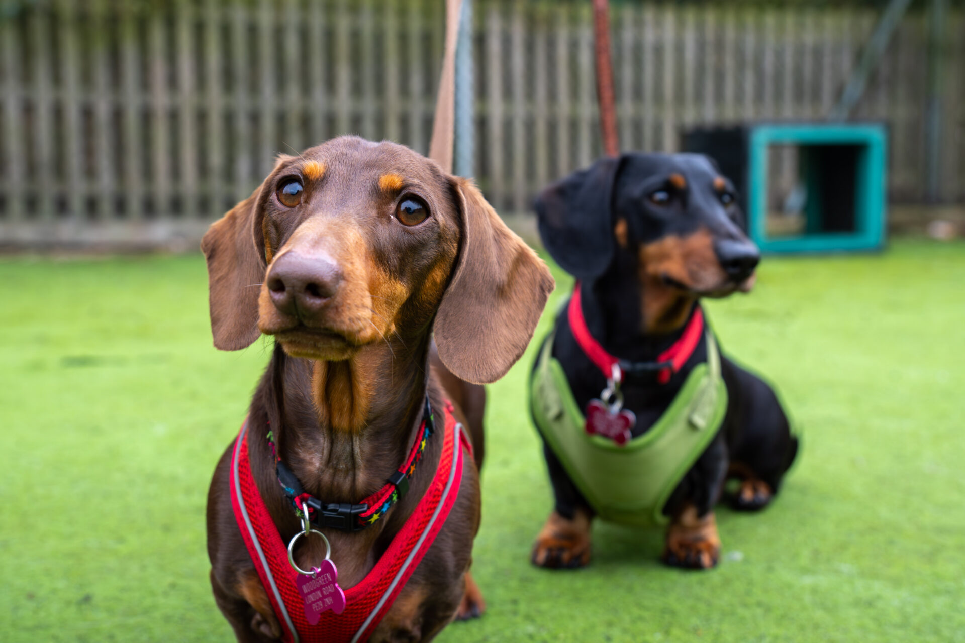 Two dachshunds wearing harnesses, one brown with a red harness and one black with a green harness, stand on green grass with a wooden fence and blue object in the background.