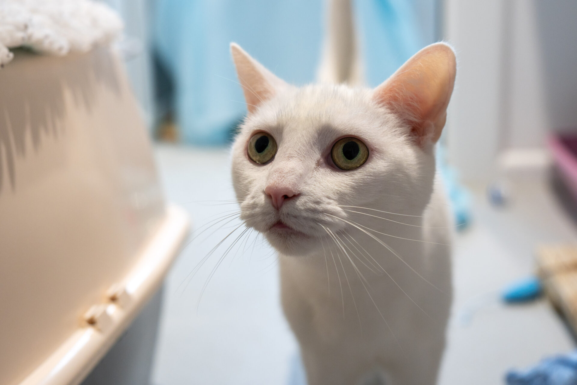 A close-up of a white cat with green eyes standing indoors, looking slightly upward with an alert expression. The background is softly blurred with blue and pink tones.