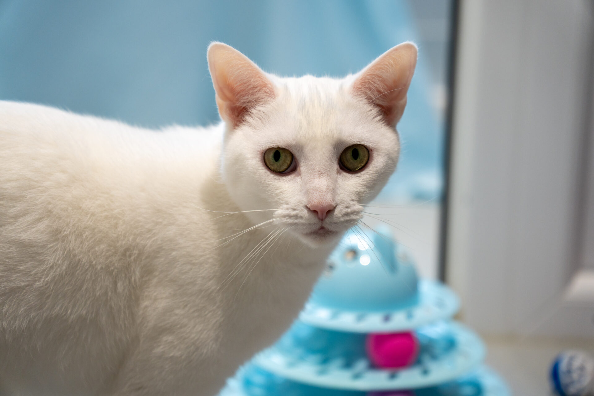 A white cat with green eyes looks toward the camera, standing indoors near a blue and purple toy. The background is softly blurred in light blue tones.