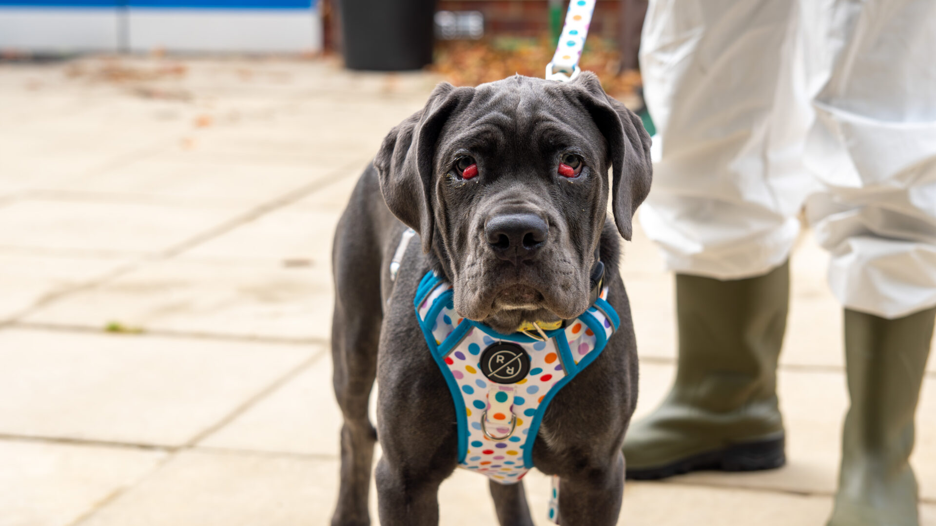 A black dog with droopy red eyes and a colorful harness stands on a leash next to a person wearing white protective clothing and green boots.