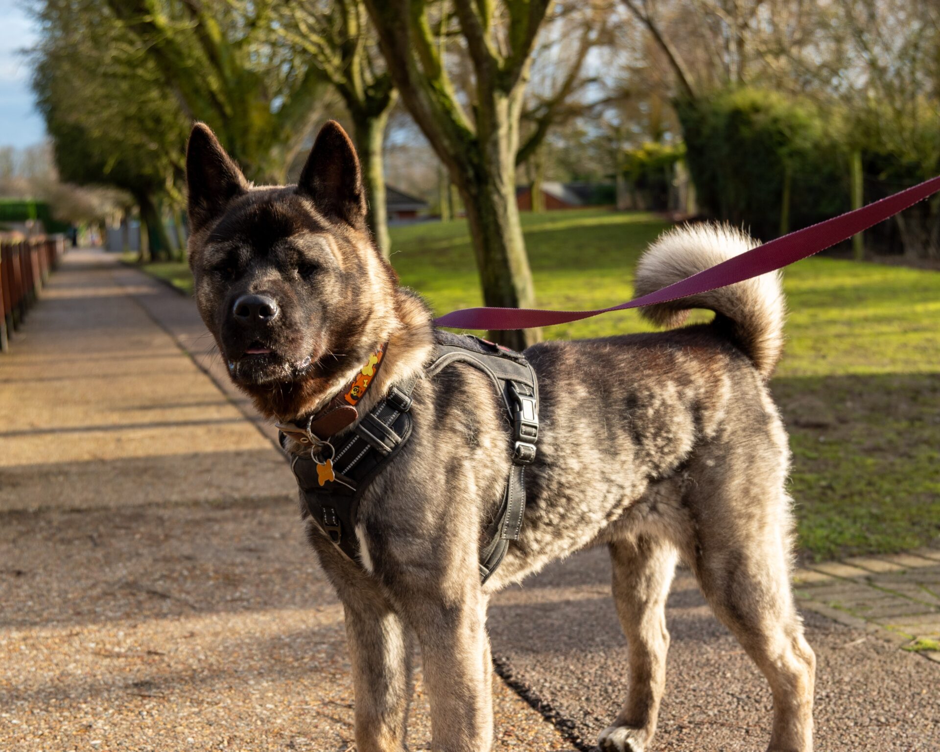 A large American Akita with a thick, brindle coat and upright ears stands on a park path, wearing a black harness and leash. Trees and grass are visible in the background on a sunny day.