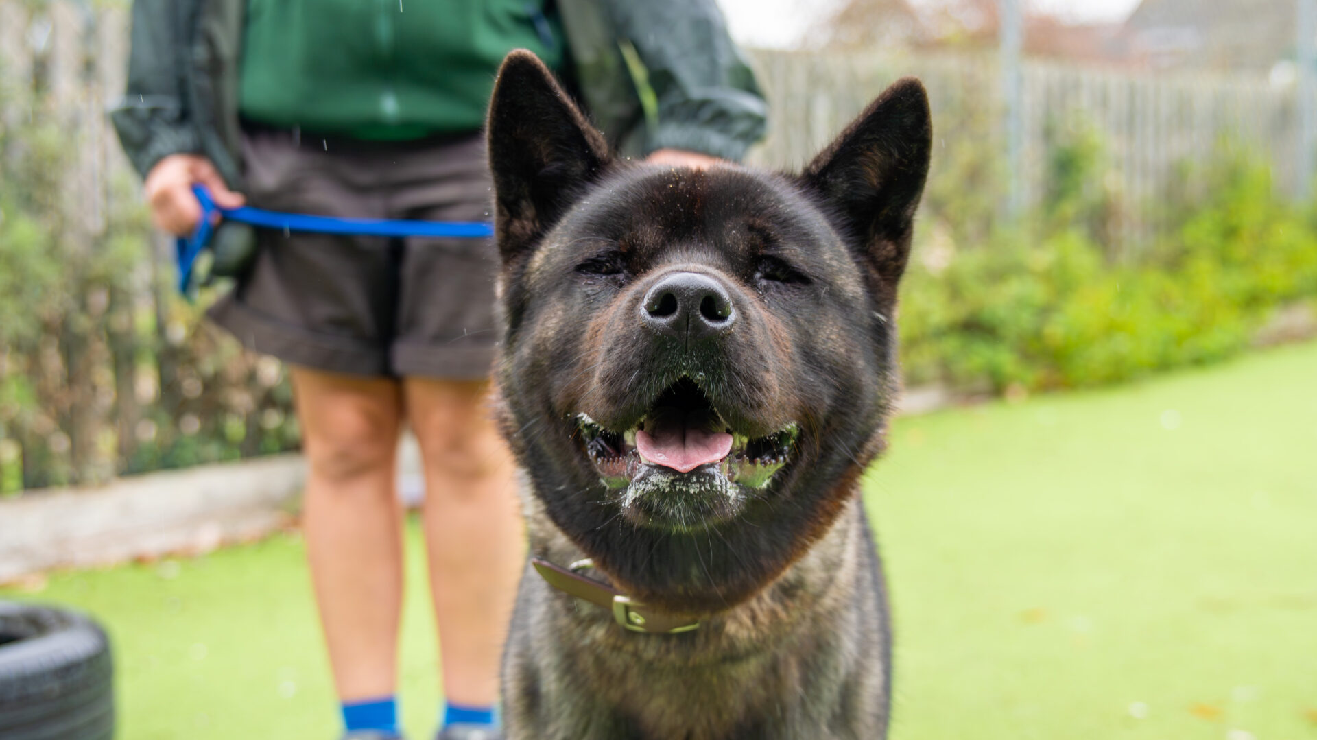 A close-up of a large, dark-colored American Akita with pointed ears standing outdoors on grass, mouth open and appearing to smile, as a person in shorts and a green jacket holds its leash in the background.