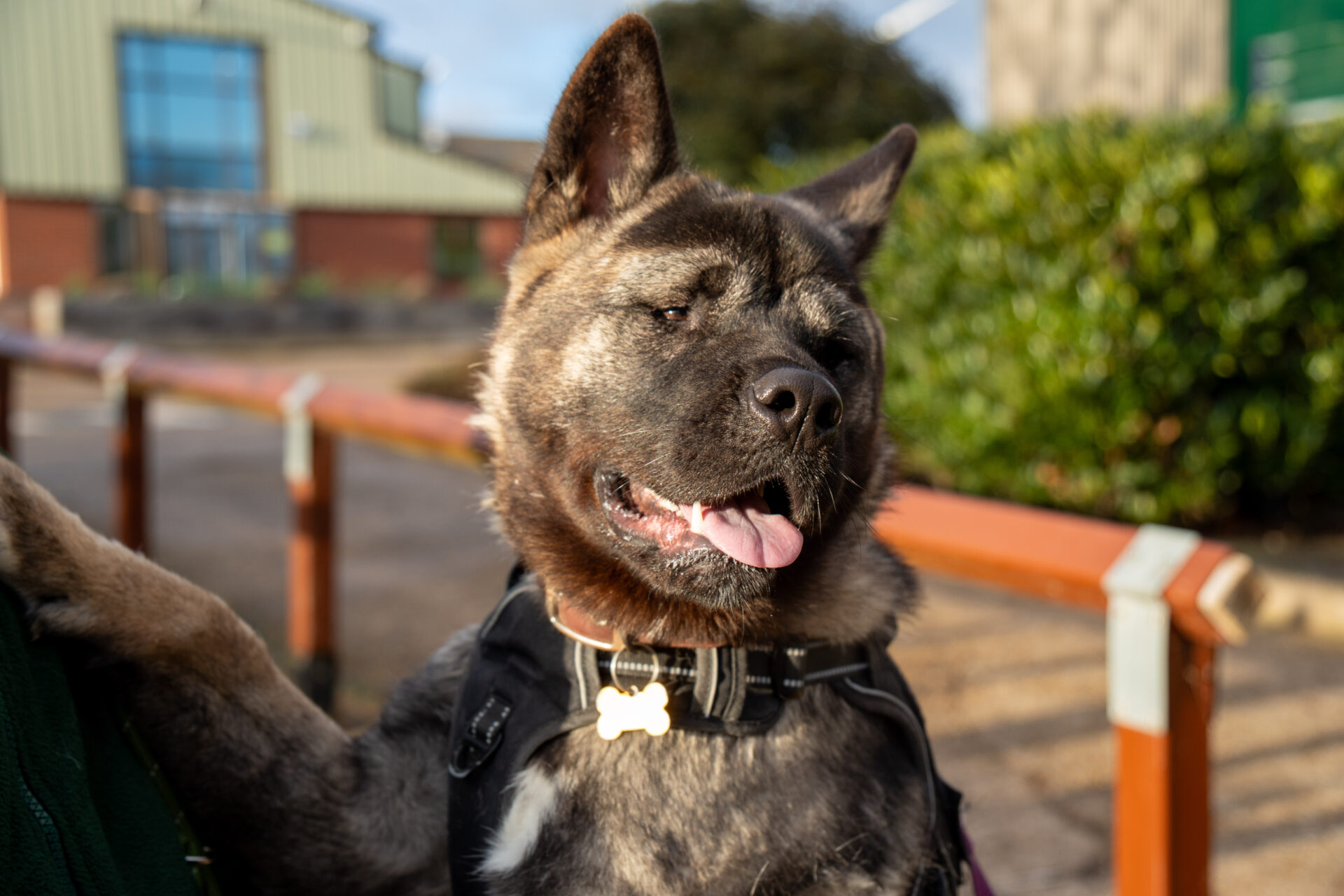 An American Akita with a harness and bone-shaped tag pants happily outdoors, surrounded by greenery and a blurred building in the sunny background.