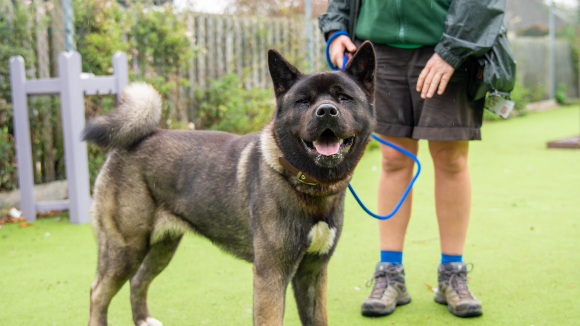 A large, fluffy American Akita with dark fur and a curled tail stands on green grass, panting happily, while a person in a green jacket and shorts holds its blue leash. Bushes and a wooden fence are in the background.