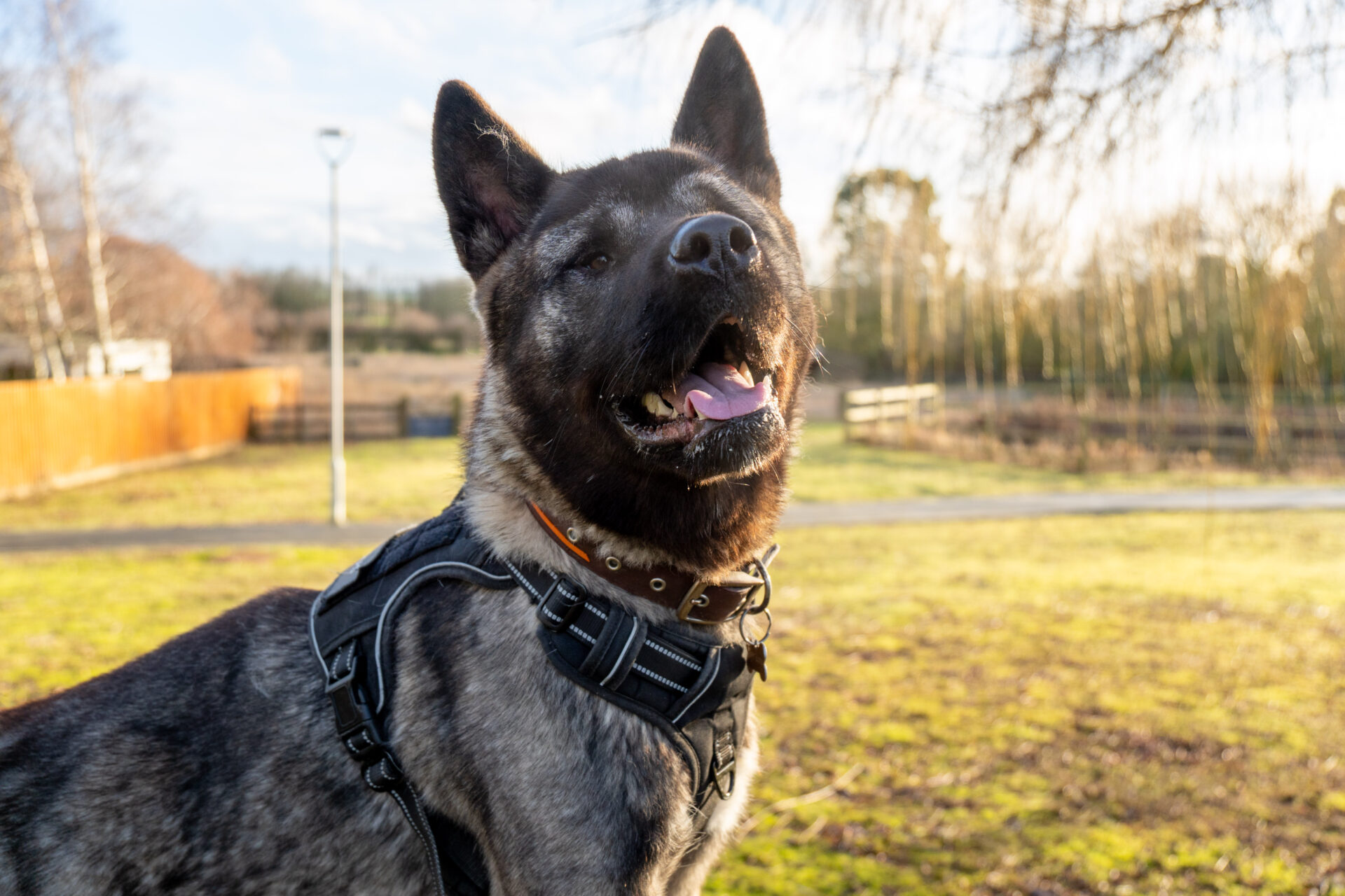 A large, fluffy American Akita wearing a harness stands outside on a sunny day, mouth open and tongue slightly out, with grass, trees, and a fence in the blurred background.