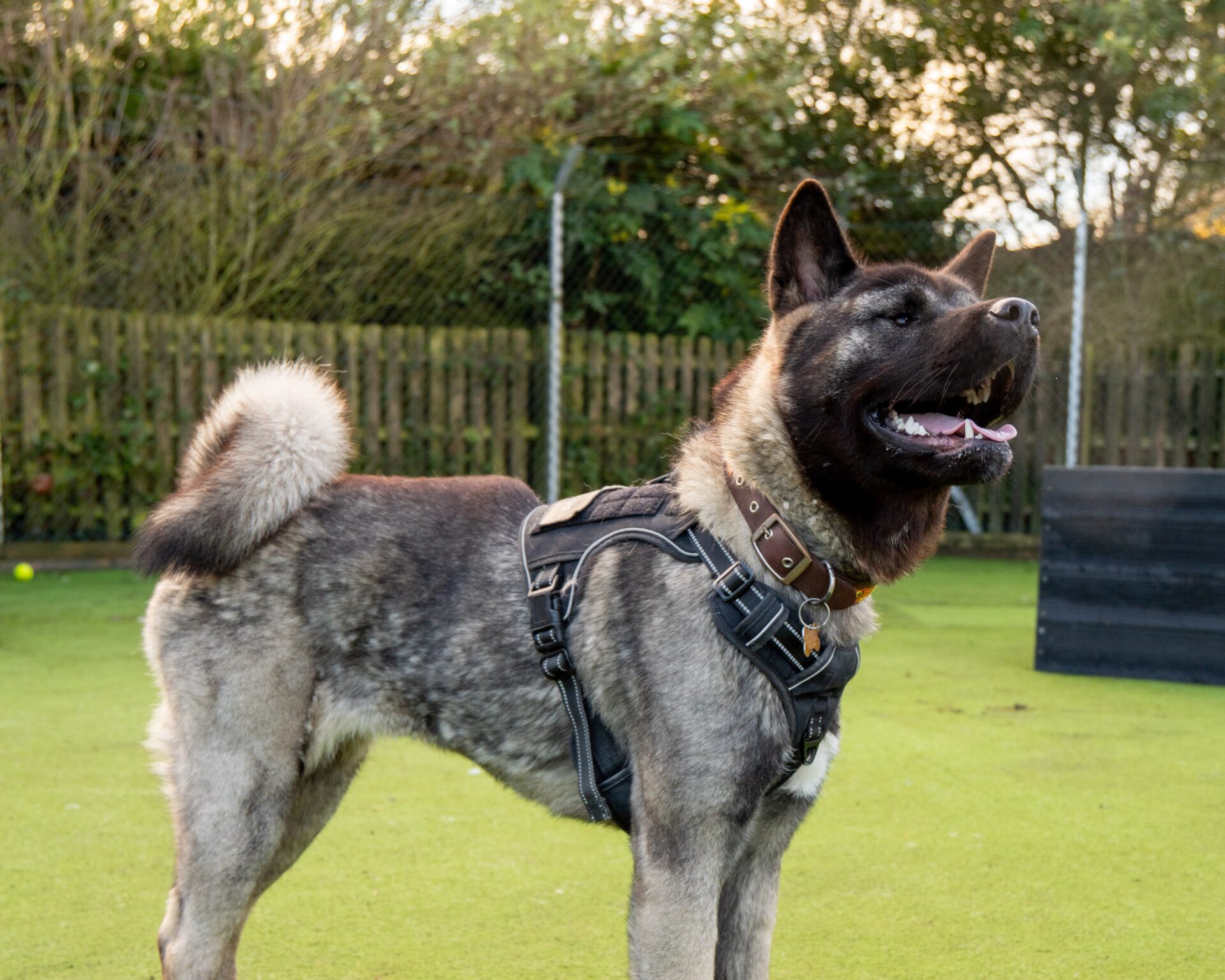 A large, fluffy American Akita with a curled tail stands on grass, wearing a harness. The dog looks alert with its mouth open and tongue out. A wooden fence and trees are visible in the background.