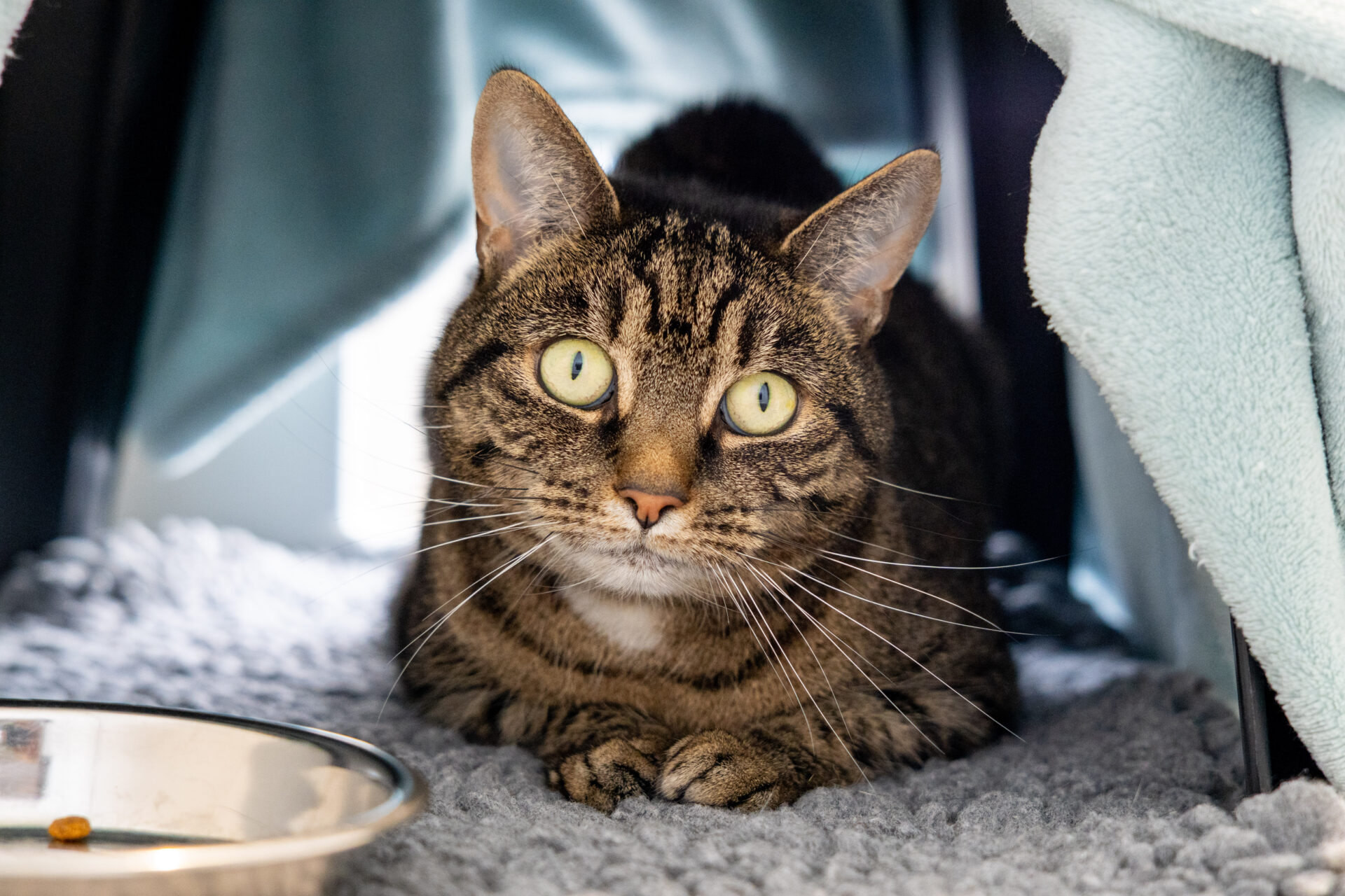A brown tabby cat with bright green eyes crouches on a soft gray blanket, partially covered by light blue fabric, next to a shiny metal food bowl.
