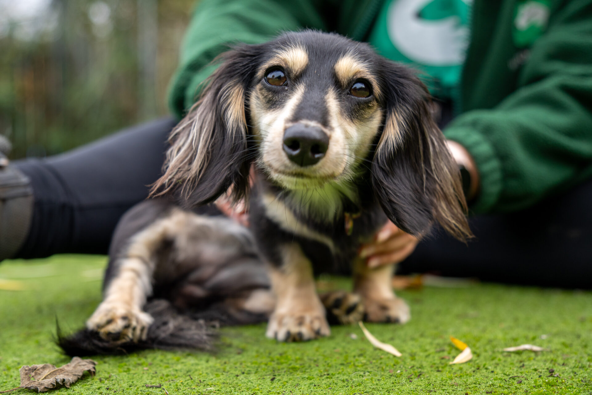 A small, long-haired Dachshund with black and tan fur lies on green grass, looking at the camera. A person in a green jacket sits behind the dog, gently holding it.