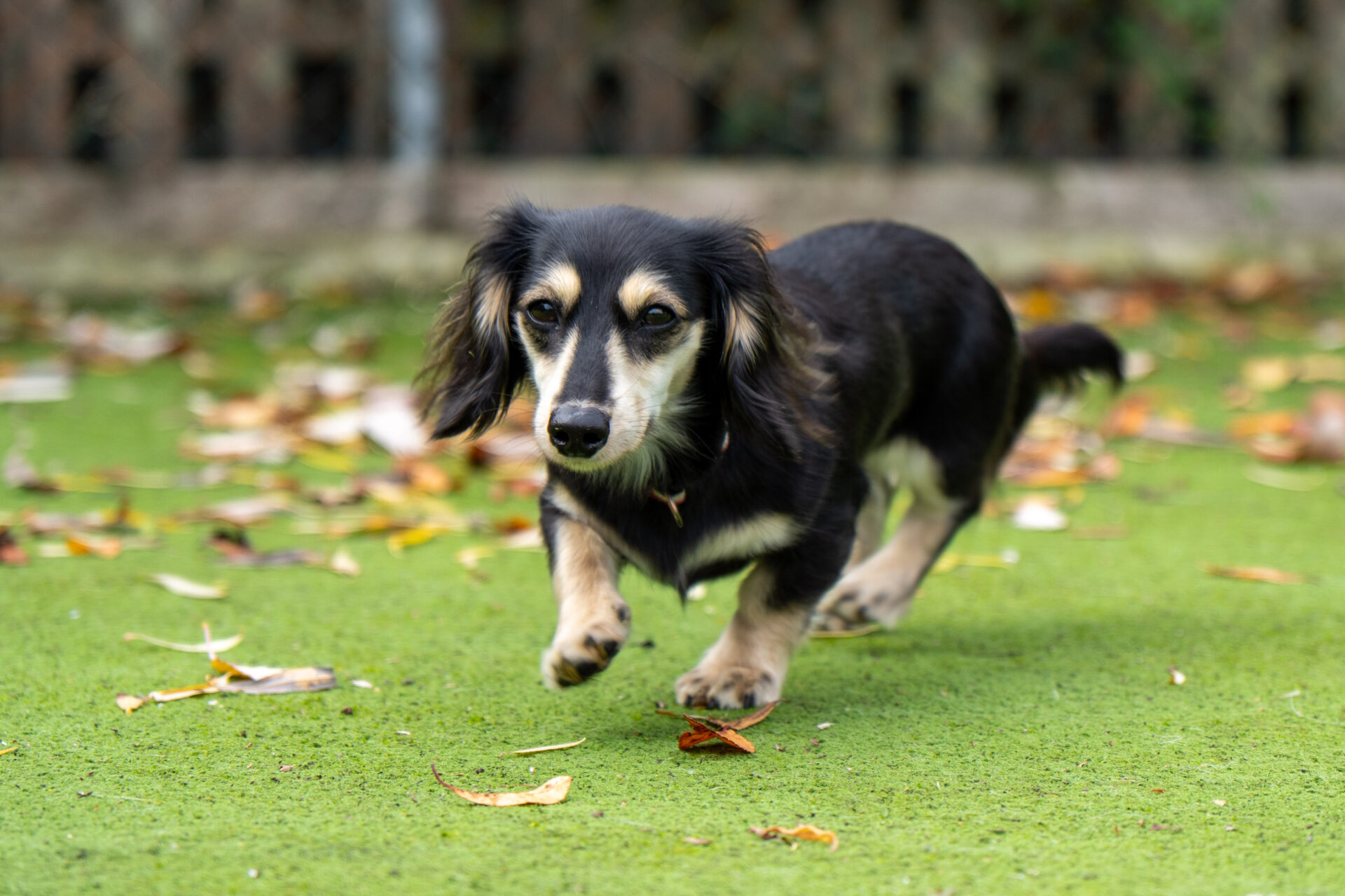 A small black and tan Dachshund with long ears runs on a grassy surface covered with scattered autumn leaves. A blurred fence and foliage are visible in the background.