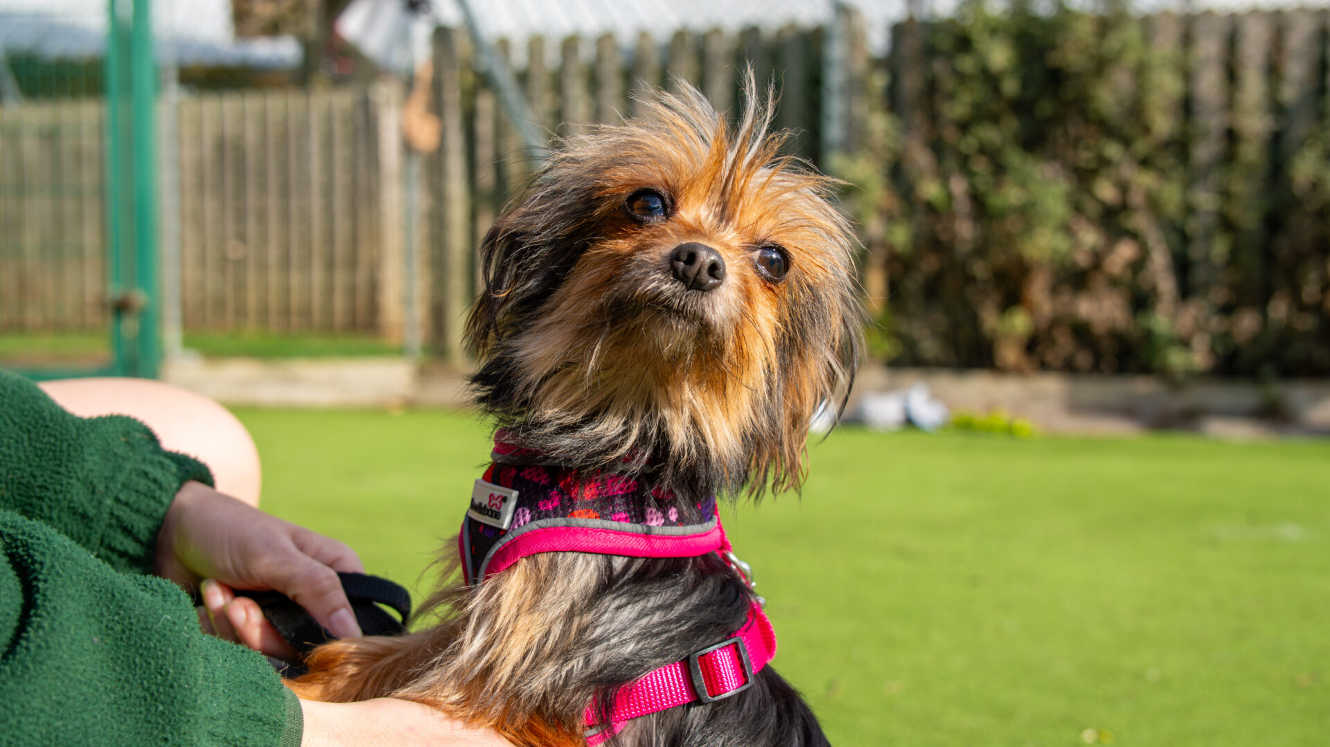 A small, brown and black dog wearing a pink harness looks up while sitting on a person’s lap outdoors on a sunny day, with green grass and a wooden fence in the background.